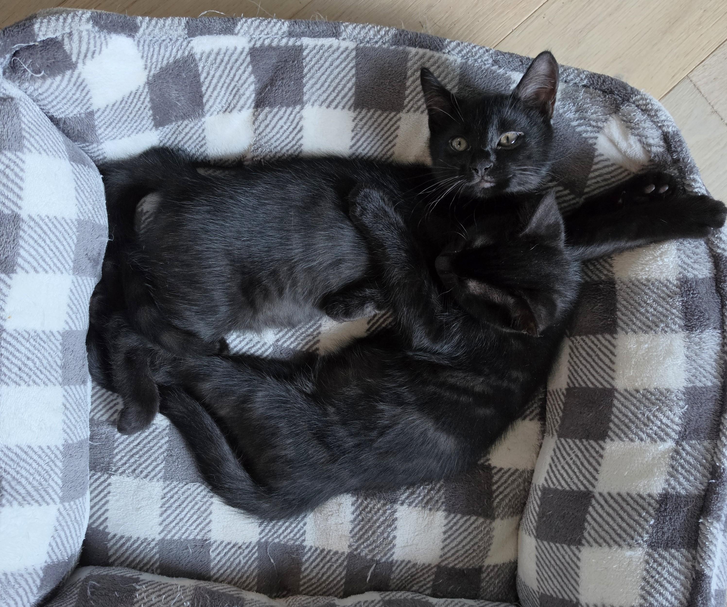 Enlarge Cookie & Cocoa, a Adoptable Domestic Short Hair in Saanichton, BC image 3/6