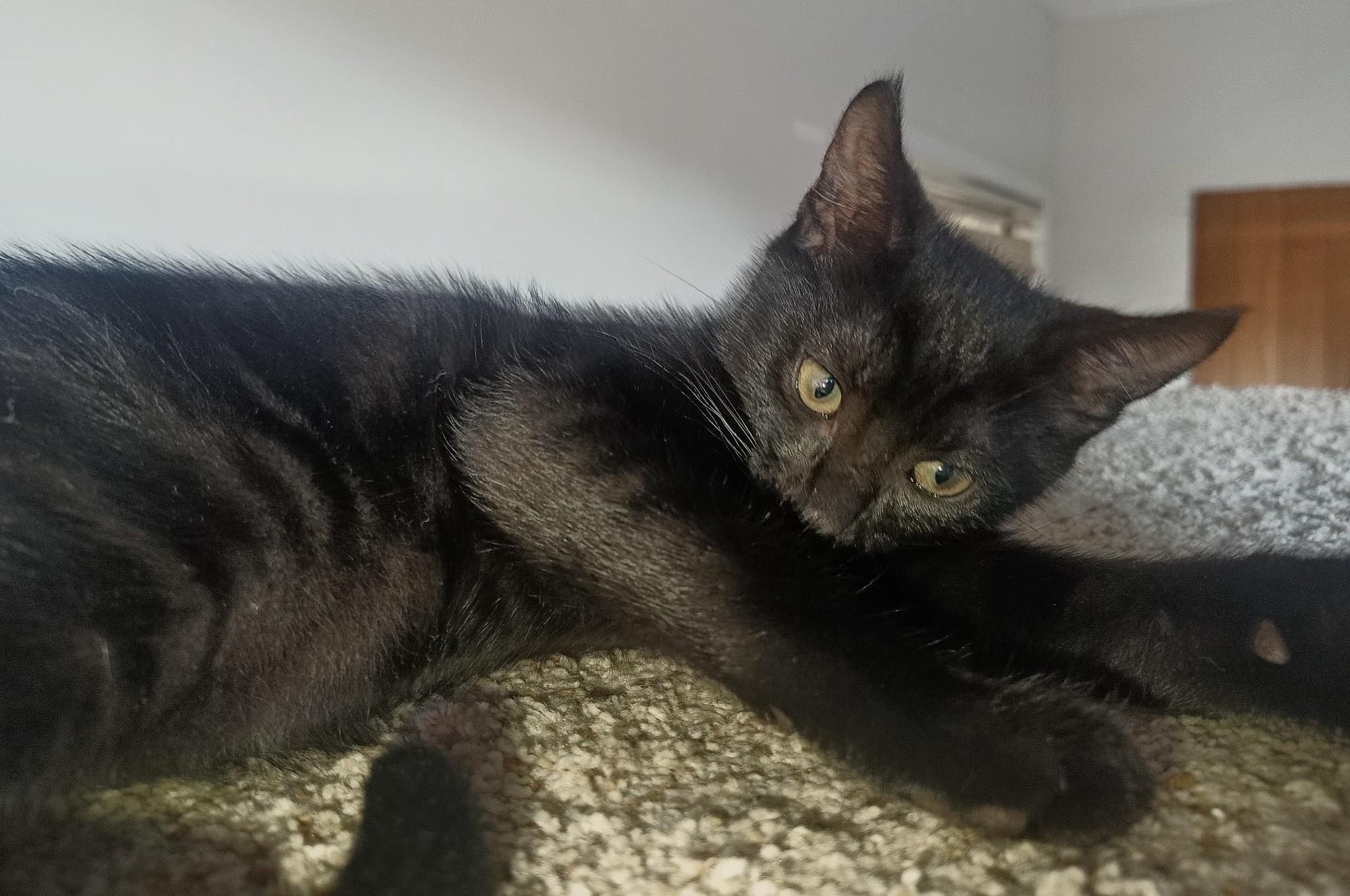 Enlarge Cookie & Cocoa, a Adoptable Domestic Short Hair in Saanichton, BC image 2/6