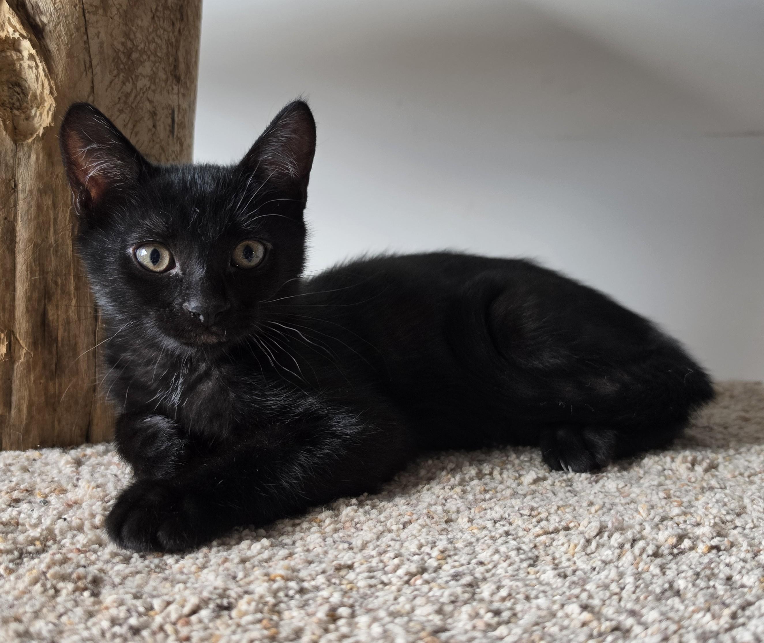 Enlarge Cookie & Cocoa, a Adoptable Domestic Short Hair in Saanichton, BC image 4/6