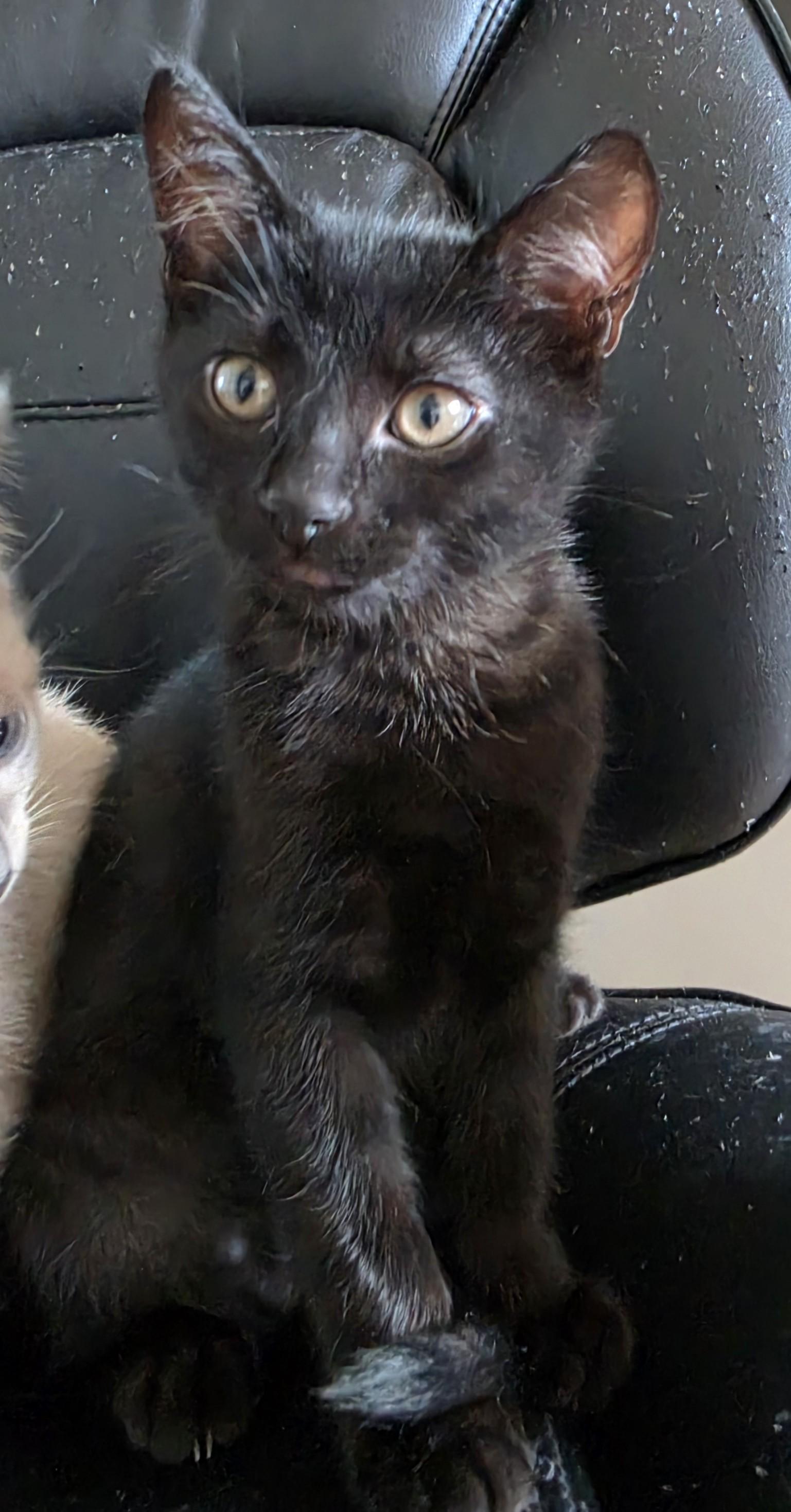 Enlarge Cookie & Cocoa, a Adoptable Domestic Short Hair in Saanichton, BC image 6/6