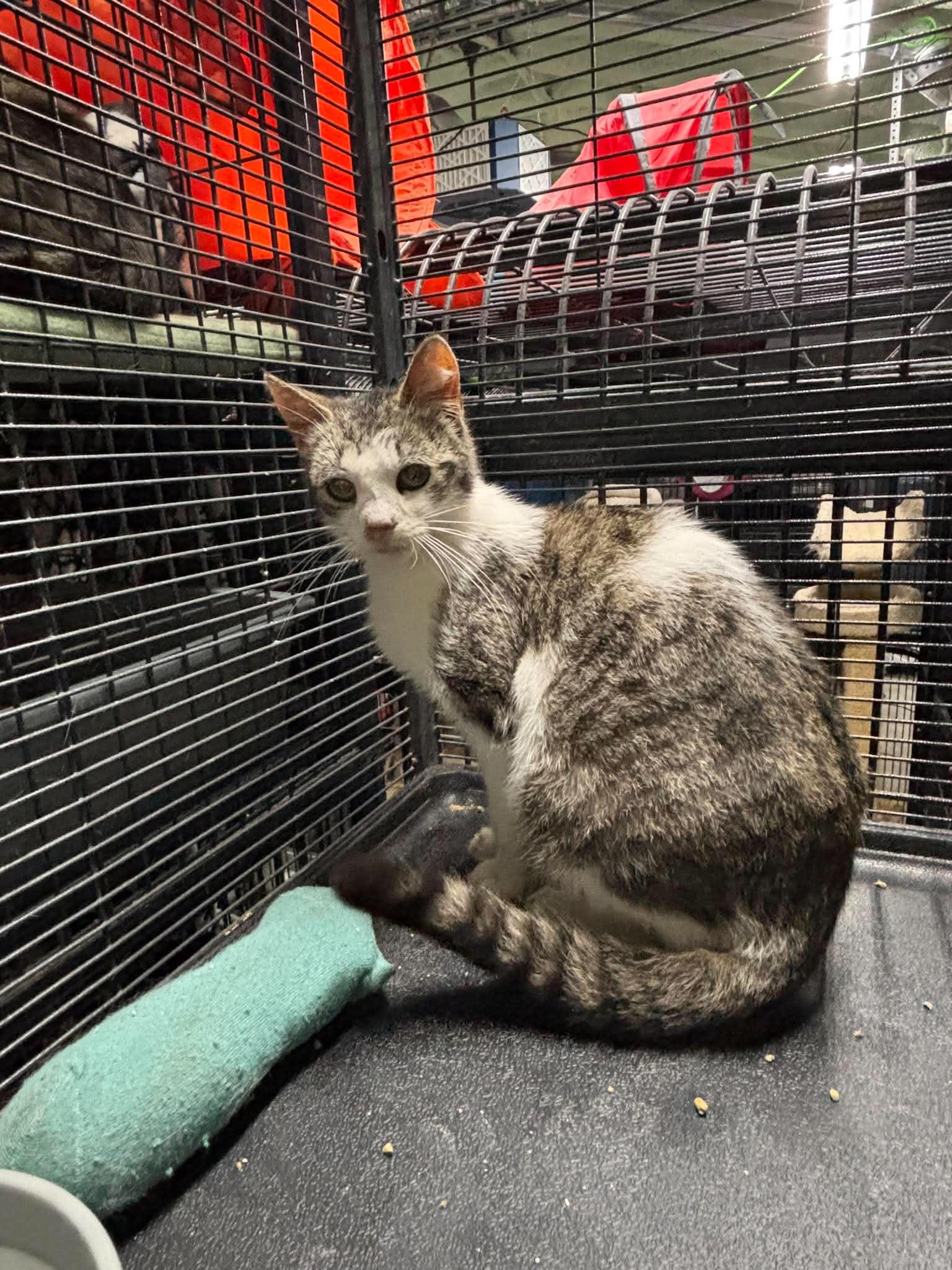 Enlarge QUEEN ATHENA, a Adoptable Domestic Short Hair in Tillsonburg, ON image 1/2