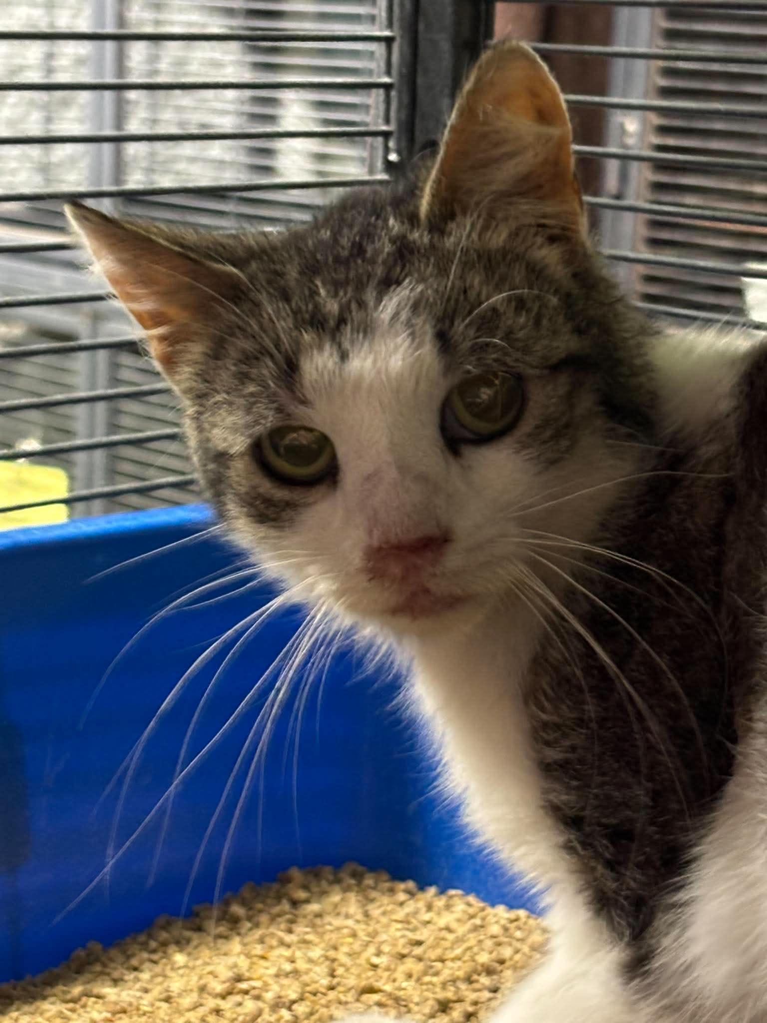 Enlarge QUEEN ATHENA, a Adoptable Domestic Short Hair in Tillsonburg, ON image 2/2