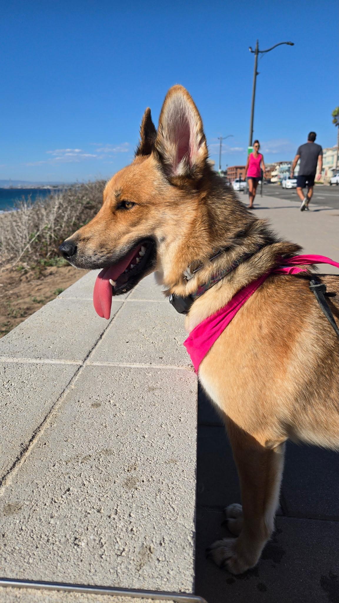 Enlarge Foxy, a Adoptable mixed breed in Thousand Oaks, CA image 4/4