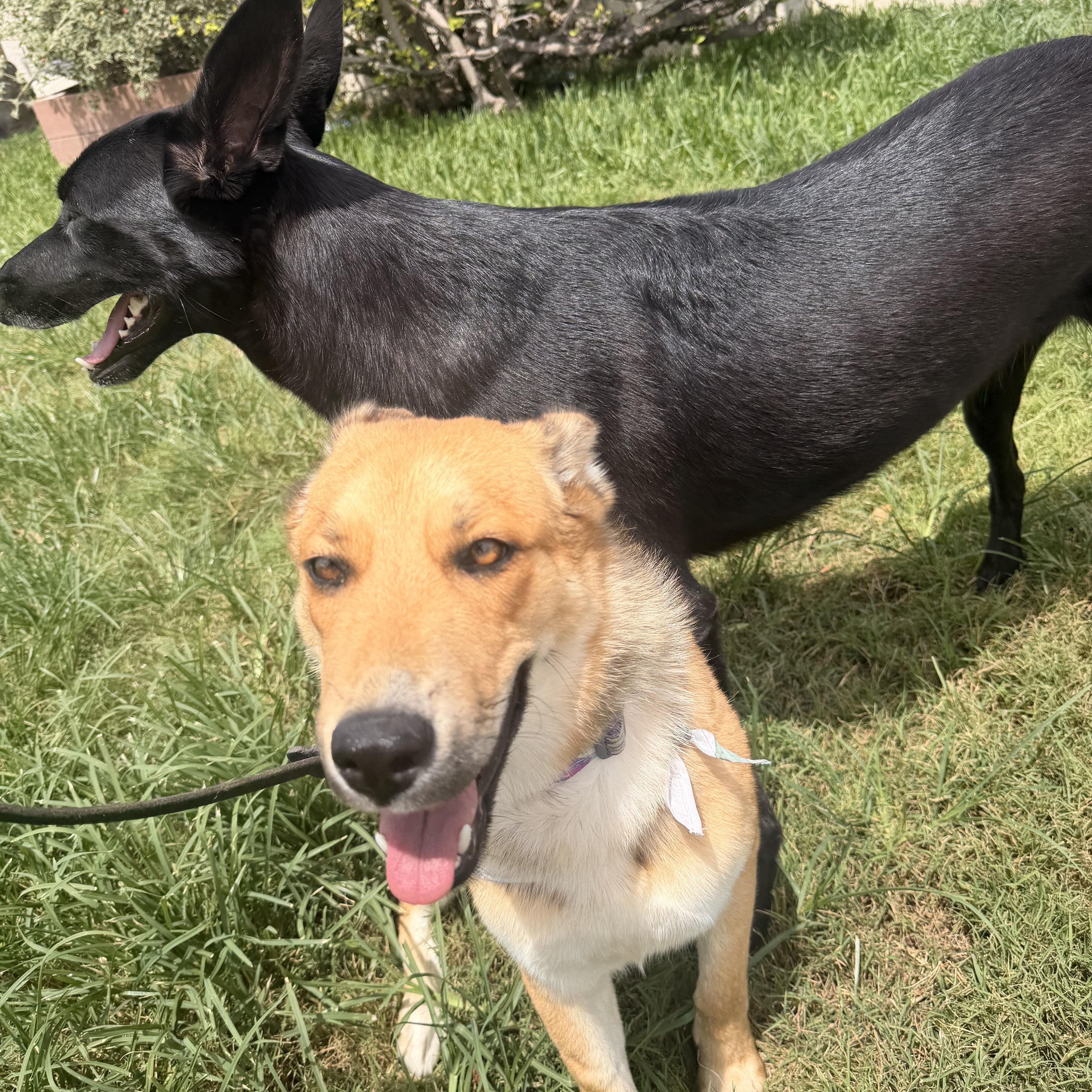 Foxy, a ADOPTABLE mixed breed in Thousand Oaks, CA image 6/6