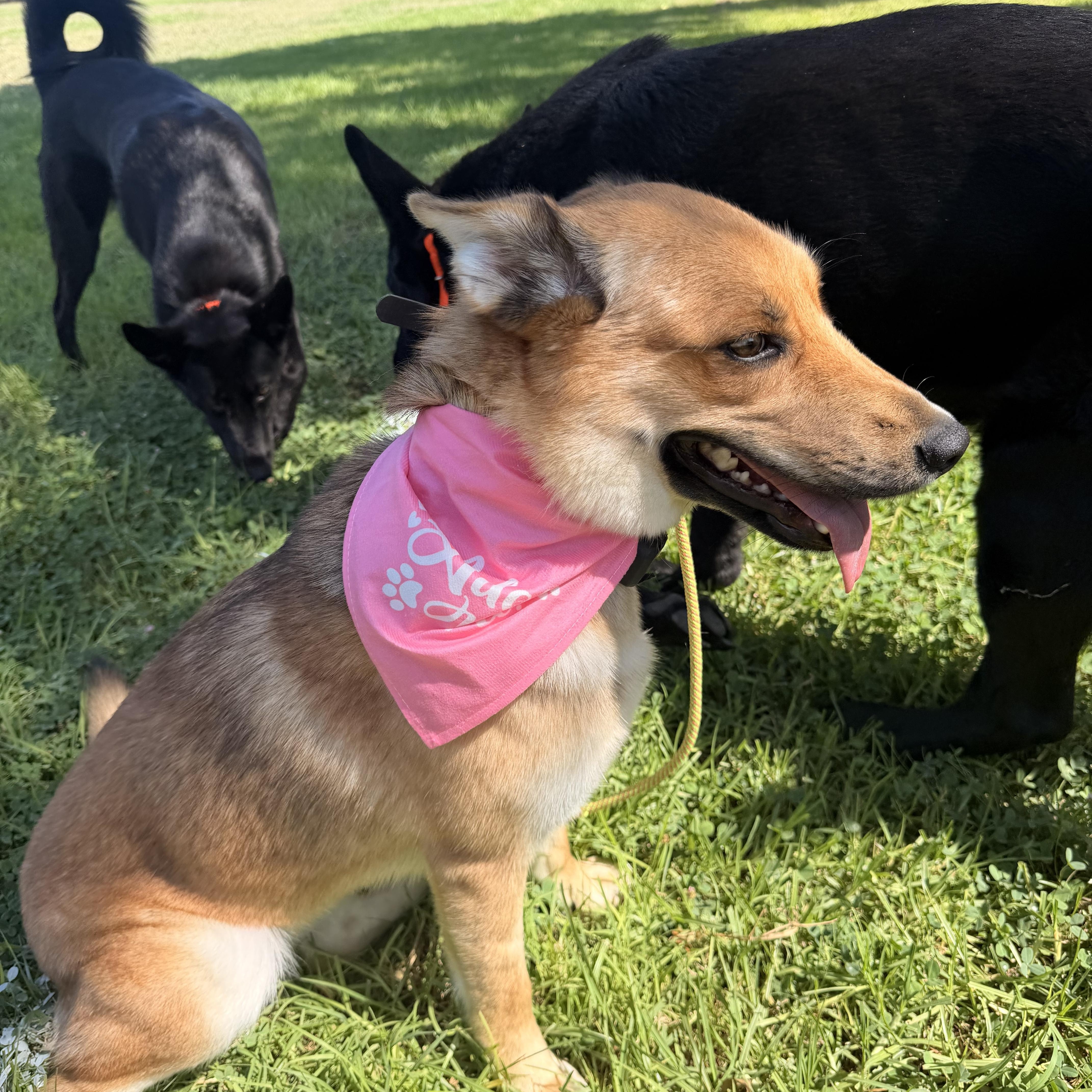 Enlarge Foxy, a Adoptable mixed breed in Thousand Oaks, CA image 6/6
