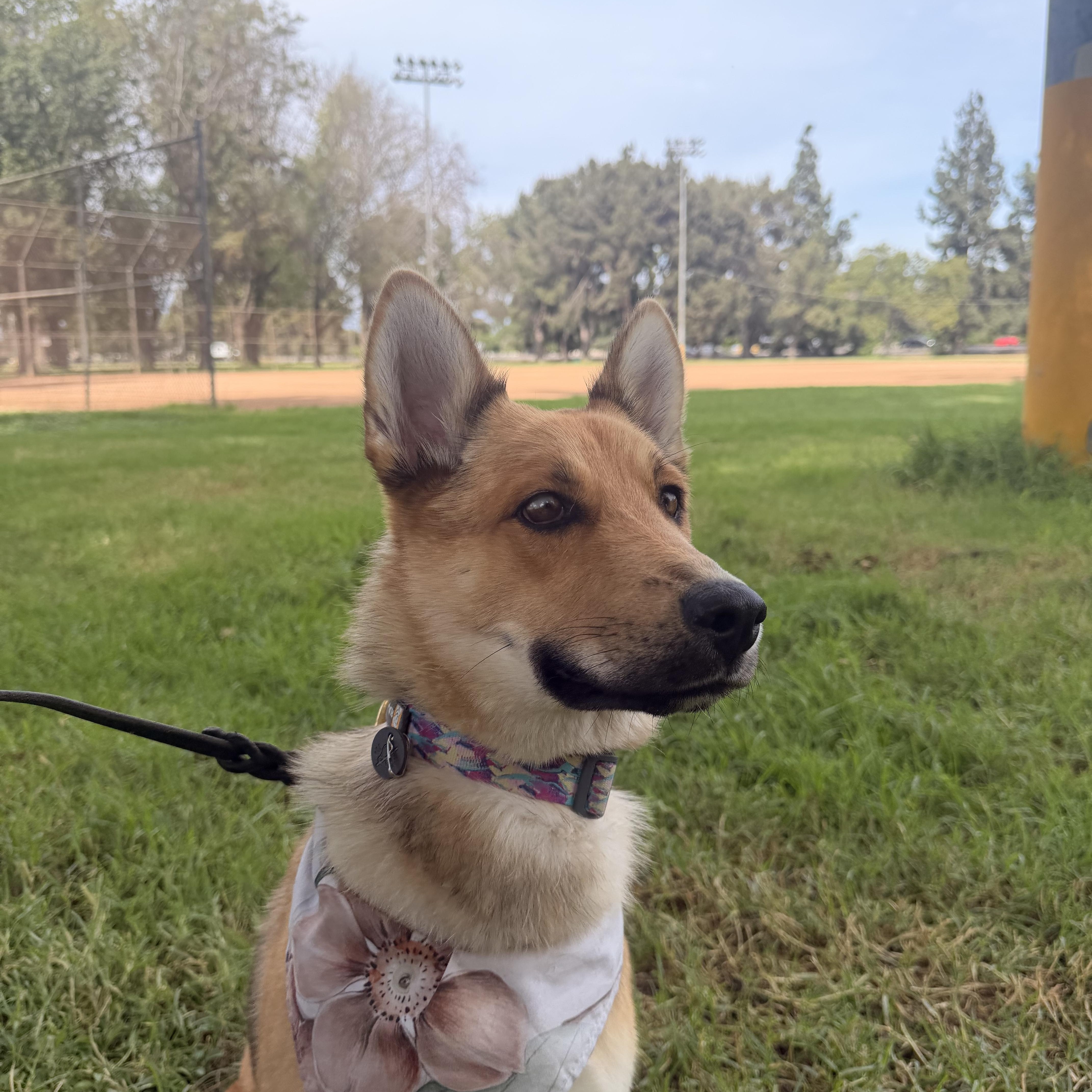 Foxy, a ADOPTABLE mixed breed in Thousand Oaks, CA image 2/6