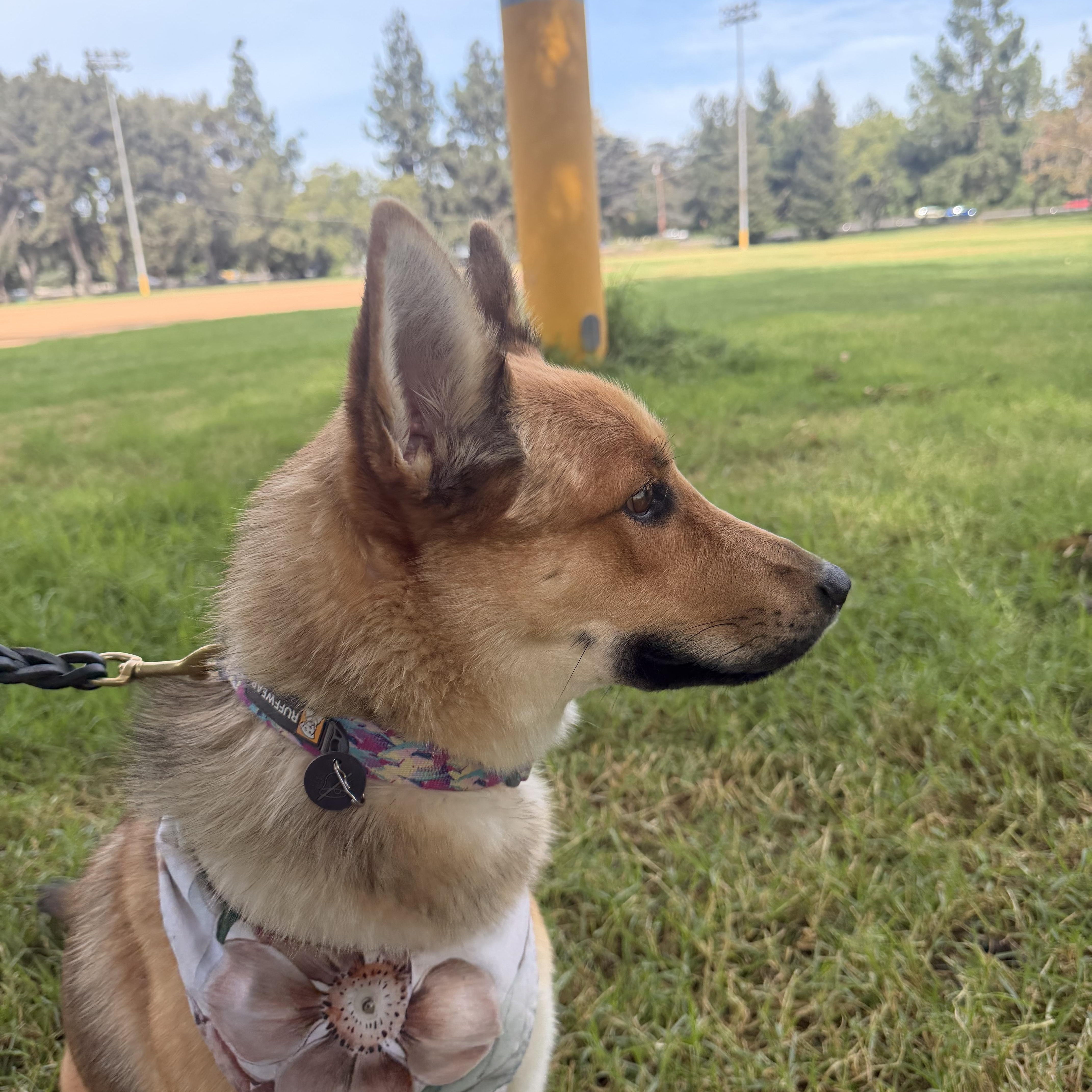 Enlarge Foxy, a Adoptable mixed breed in Thousand Oaks, CA image 5/6