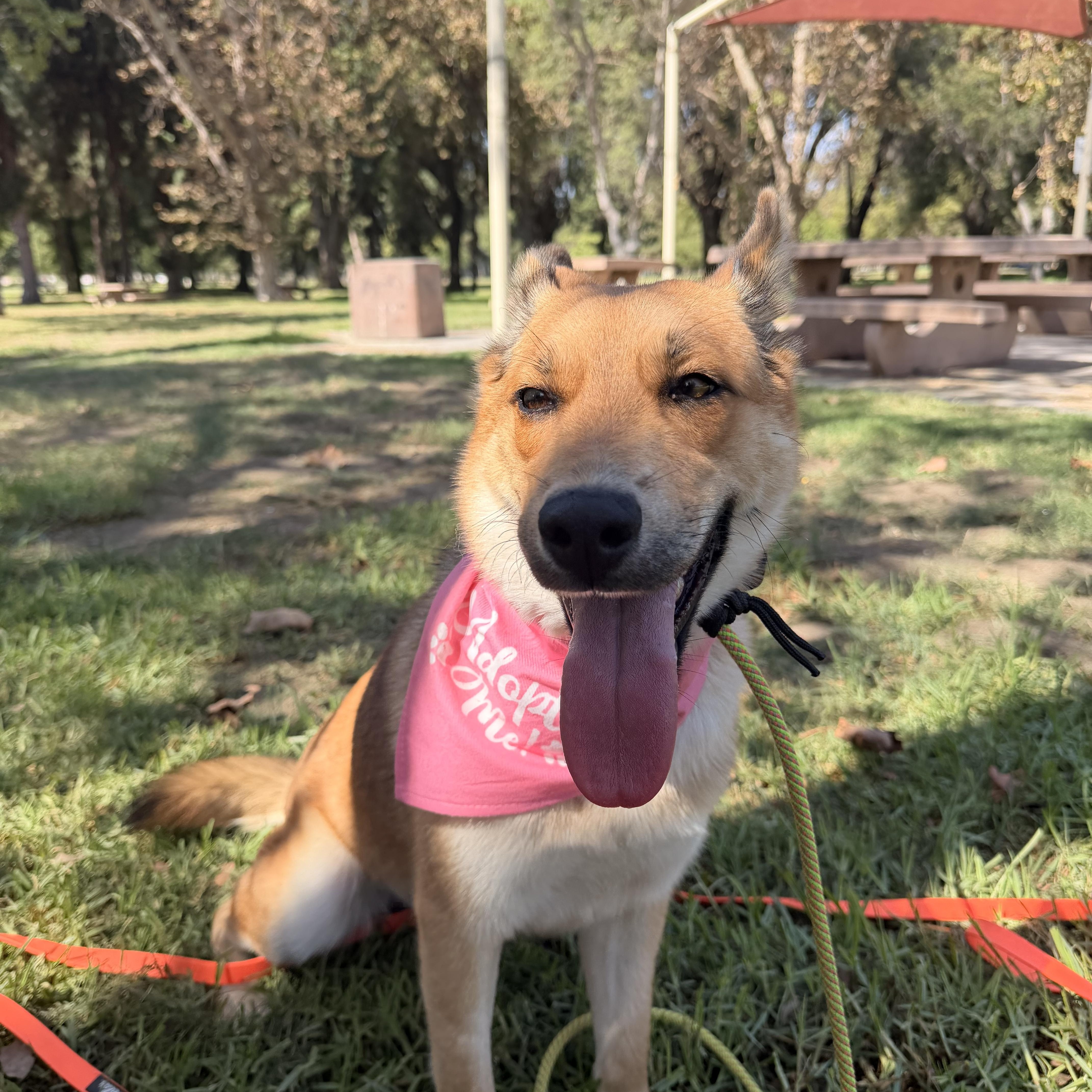 Enlarge Foxy, a Adoptable mixed breed in Thousand Oaks, CA image 1/6