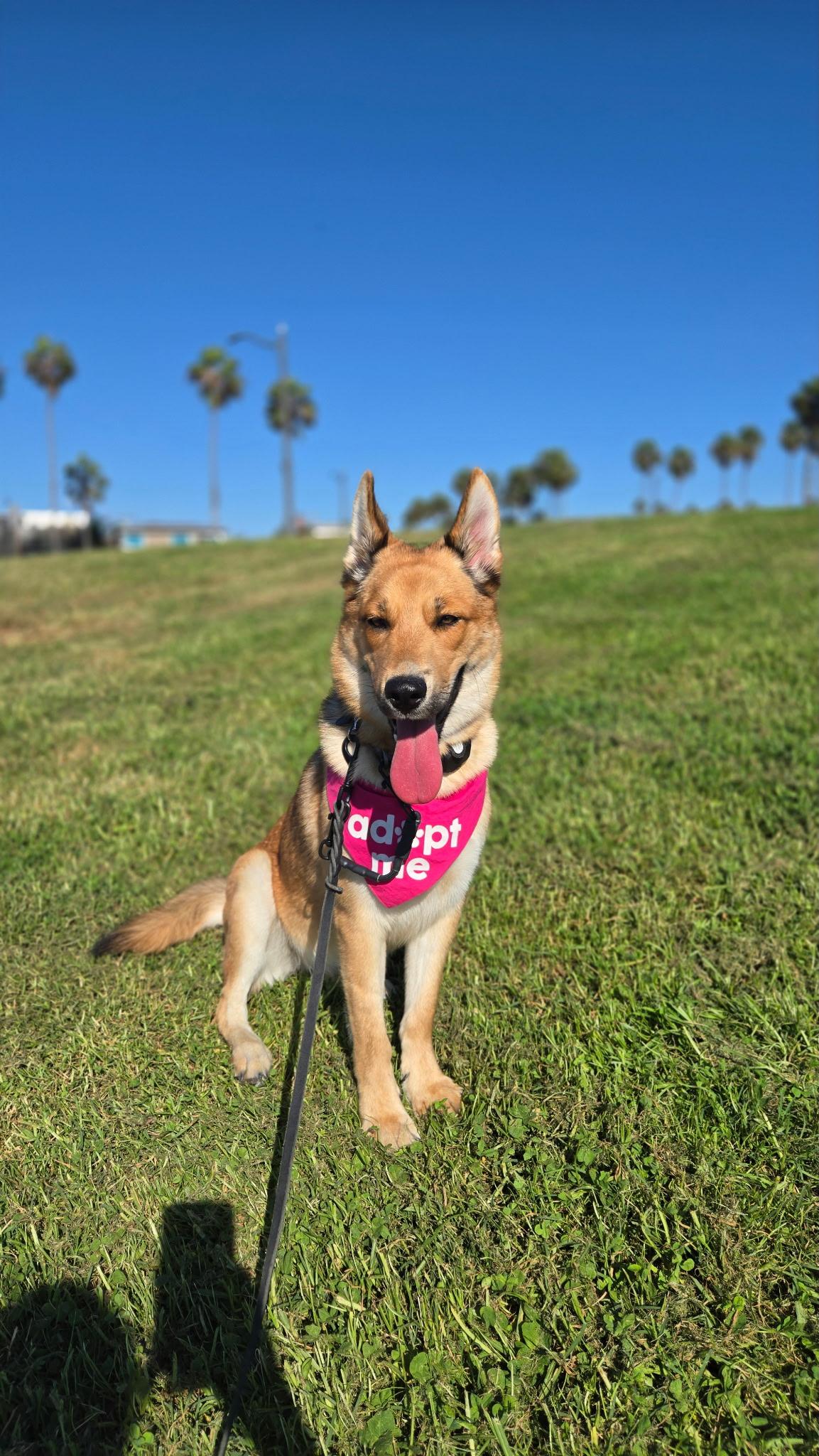Foxy, Adoptable, Young Female Australian Shepherd.