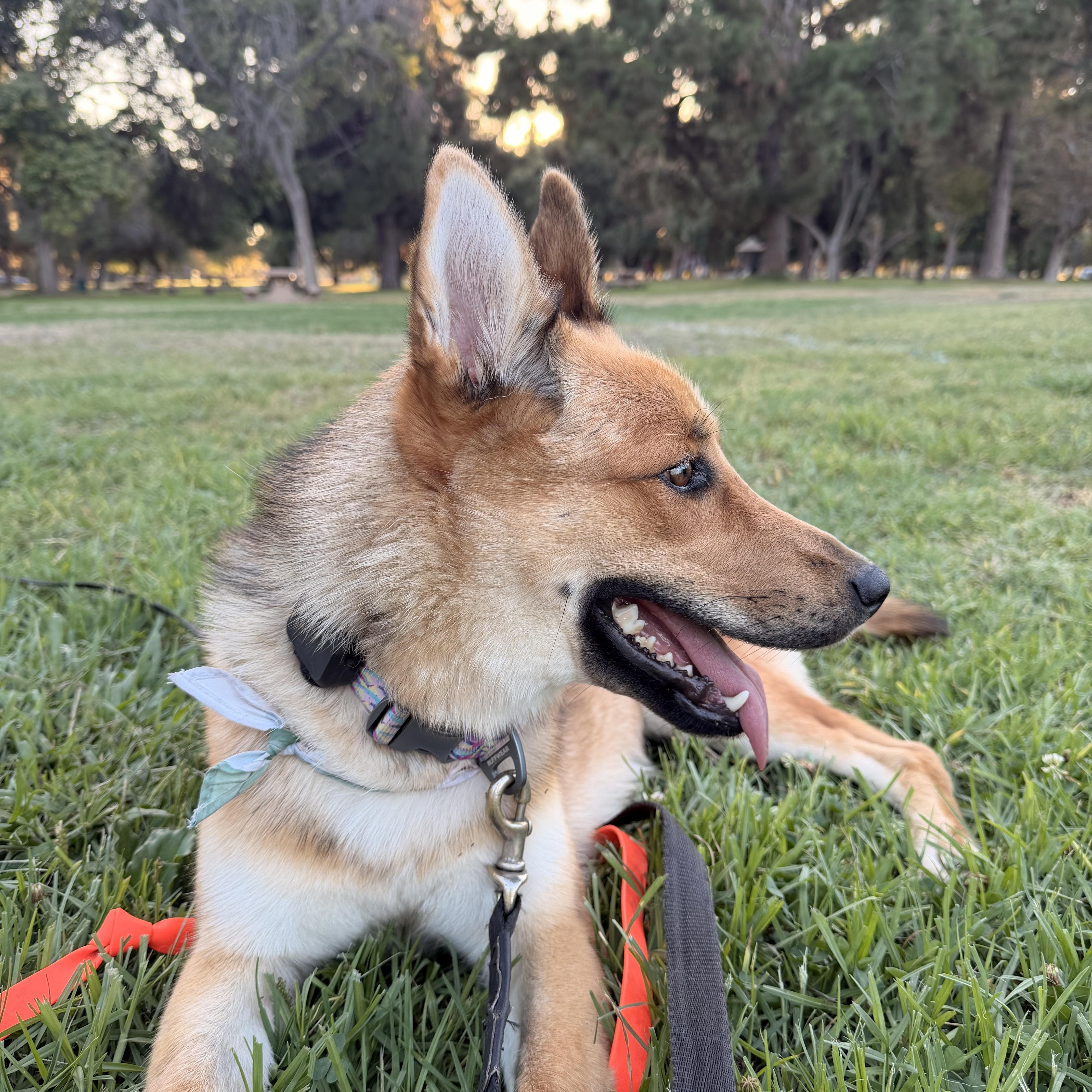 Foxy, a ADOPTABLE mixed breed in Thousand Oaks, CA image 1/6