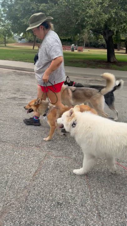 Enlarge Foxy, a ADOPTABLE mixed breed in Thousand Oaks, CA video 5/6