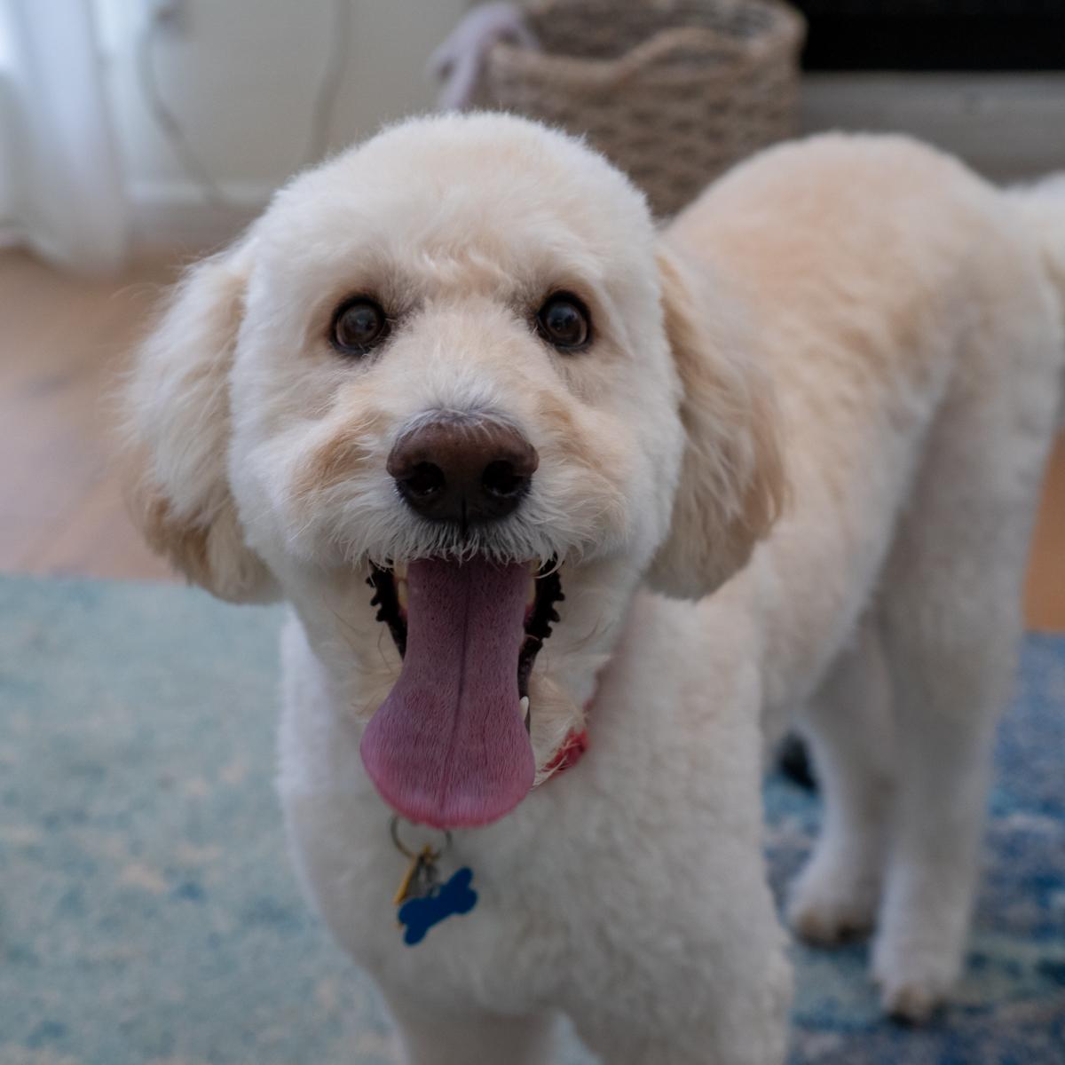 Suki