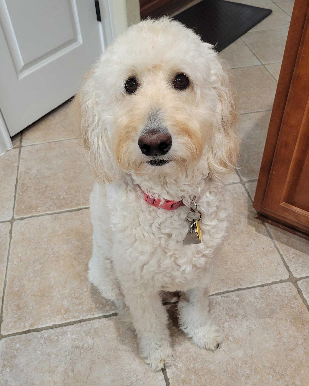 Suki