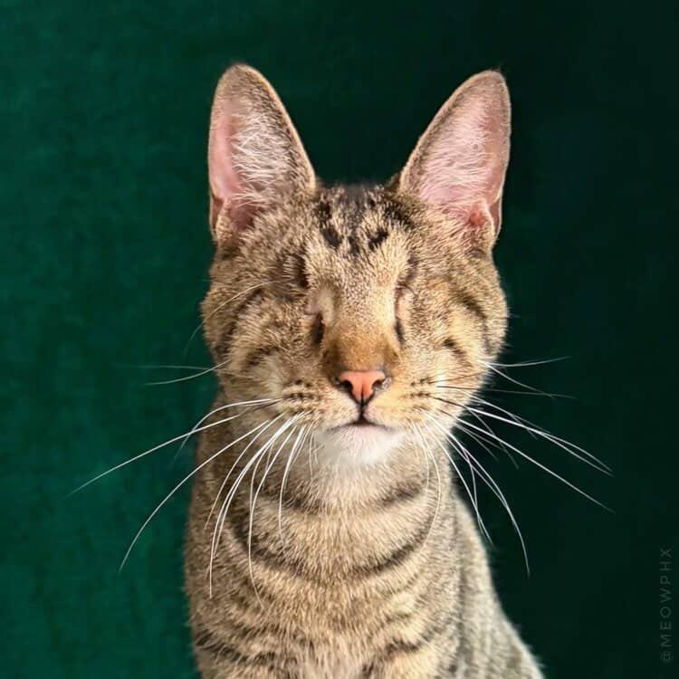 Muenster (Bonded to Asiago), an adoptable Domestic Short Hair in Chandler, AZ image 1/6