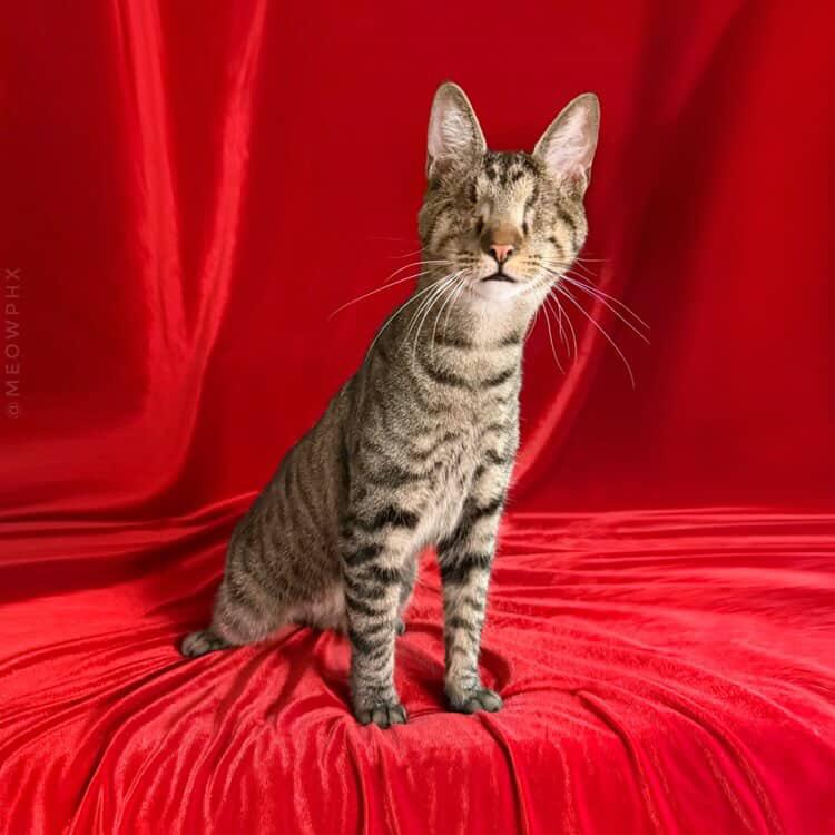 Muenster (Bonded to Asiago), an adoptable Domestic Short Hair in Chandler, AZ image 2/6