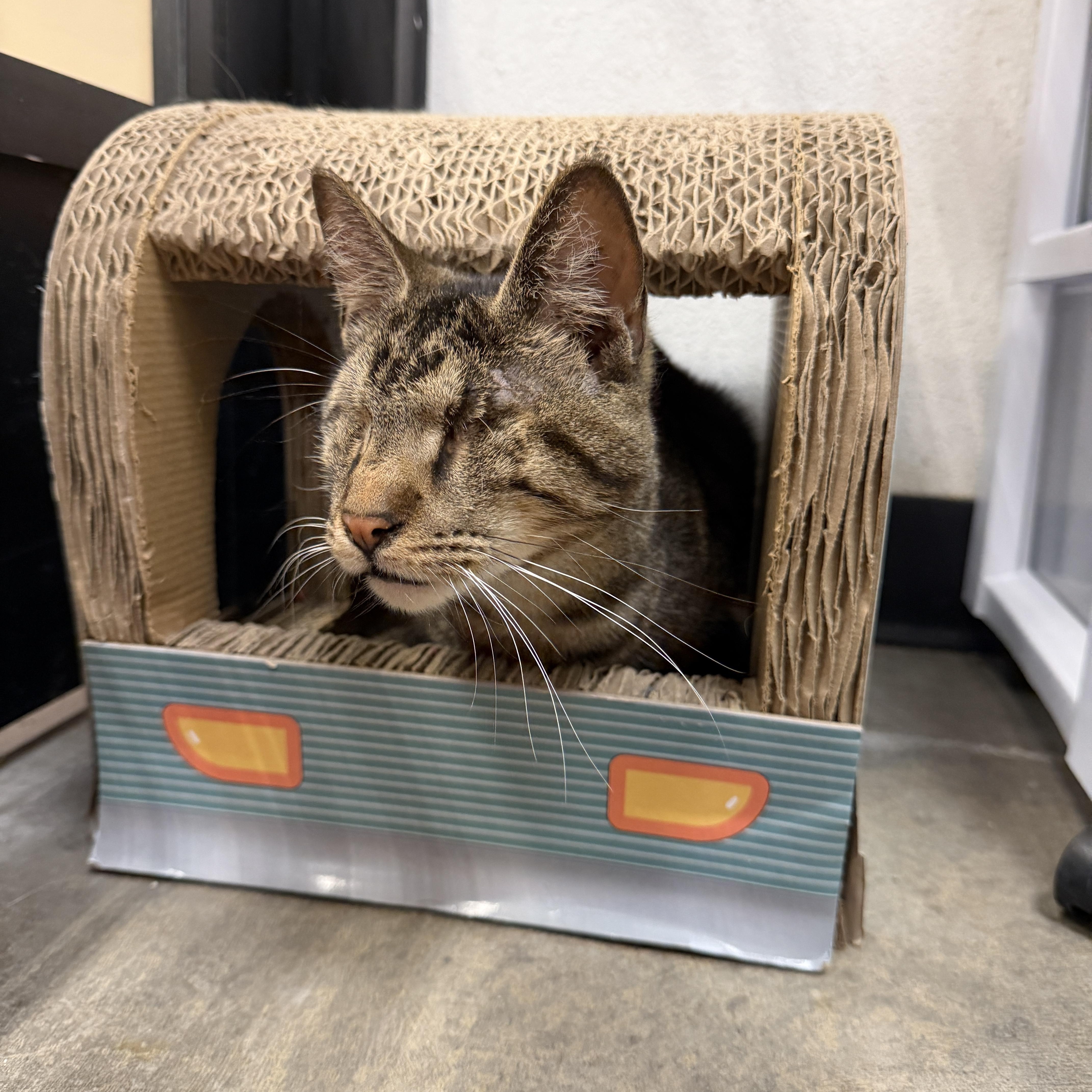 Enlarge Muenster , an adopted Domestic Short Hair in Chandler, AZ image 2/3