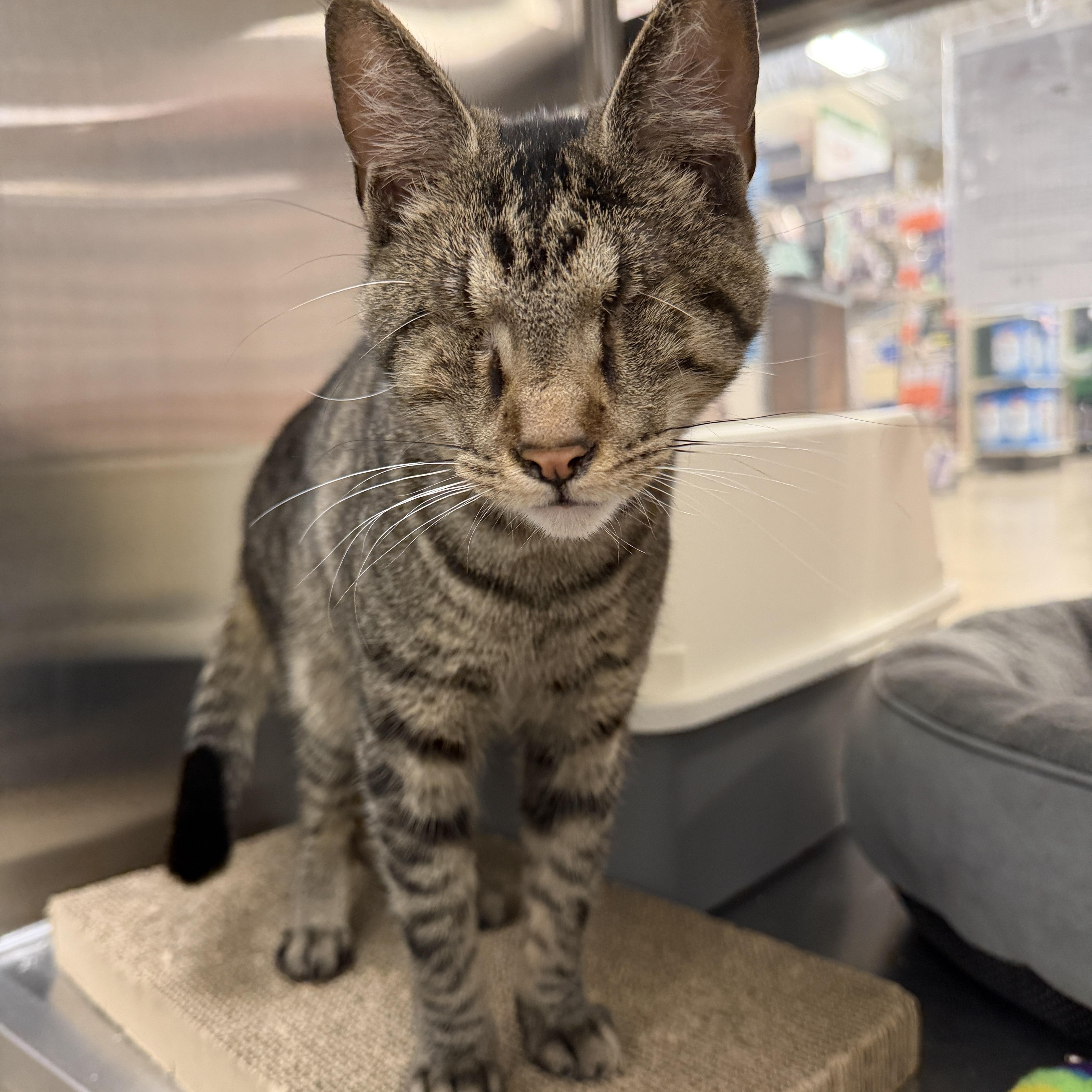 Enlarge Muenster , an adopted Domestic Short Hair in Chandler, AZ image 3/3