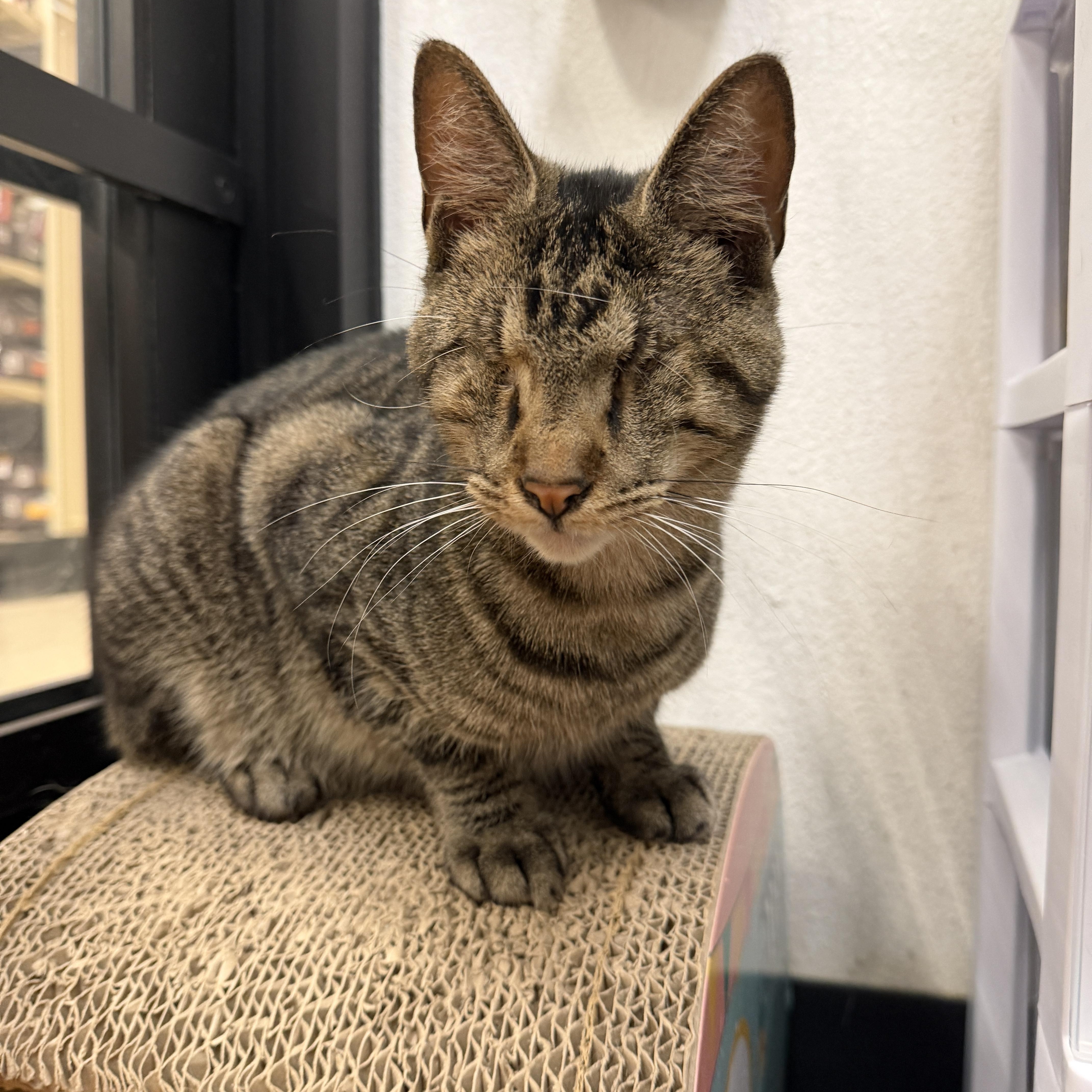 Muenster , adopted, Young Male Domestic Short Hair.