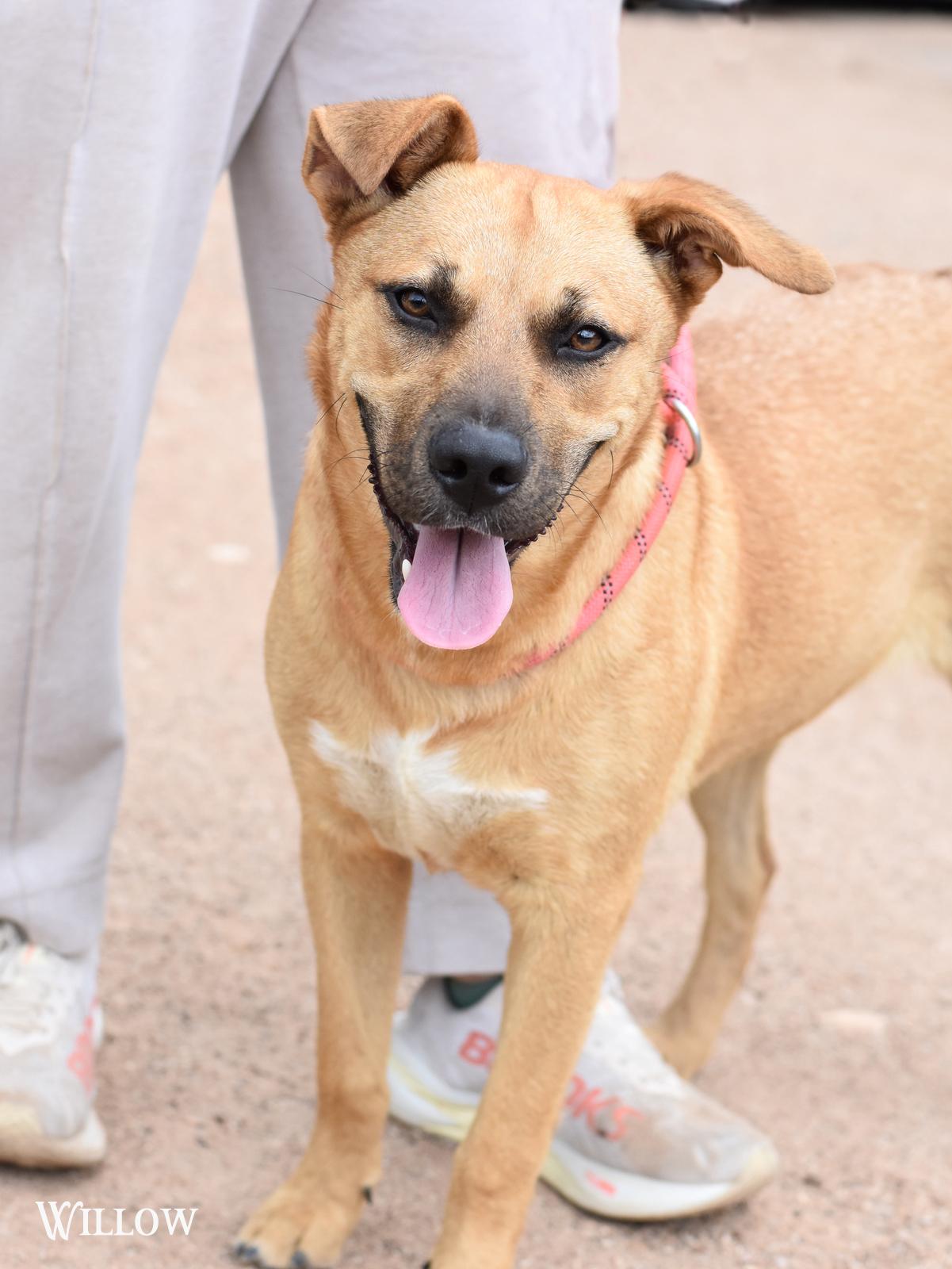 Willow, adopted, Adult Female Black Mouth Cur.