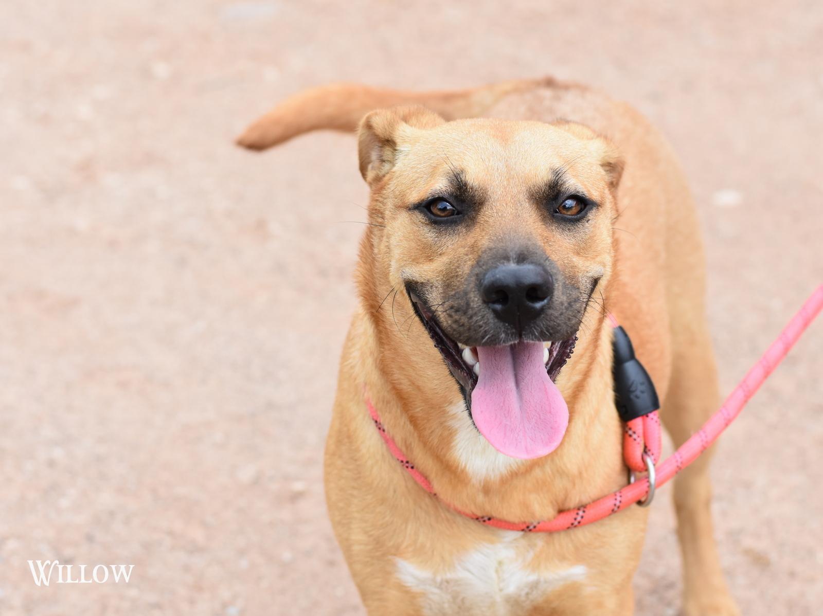 Willow, an adopted Black Mouth Cur in Charlottesville, VA image 4/4