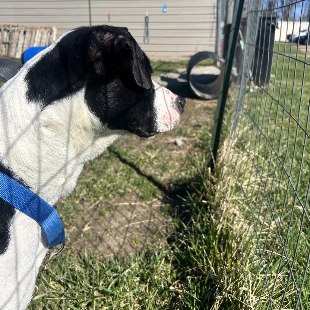 Oscar, Adoptable, Young Male Black Labrador Retriever & Mixed Breed.