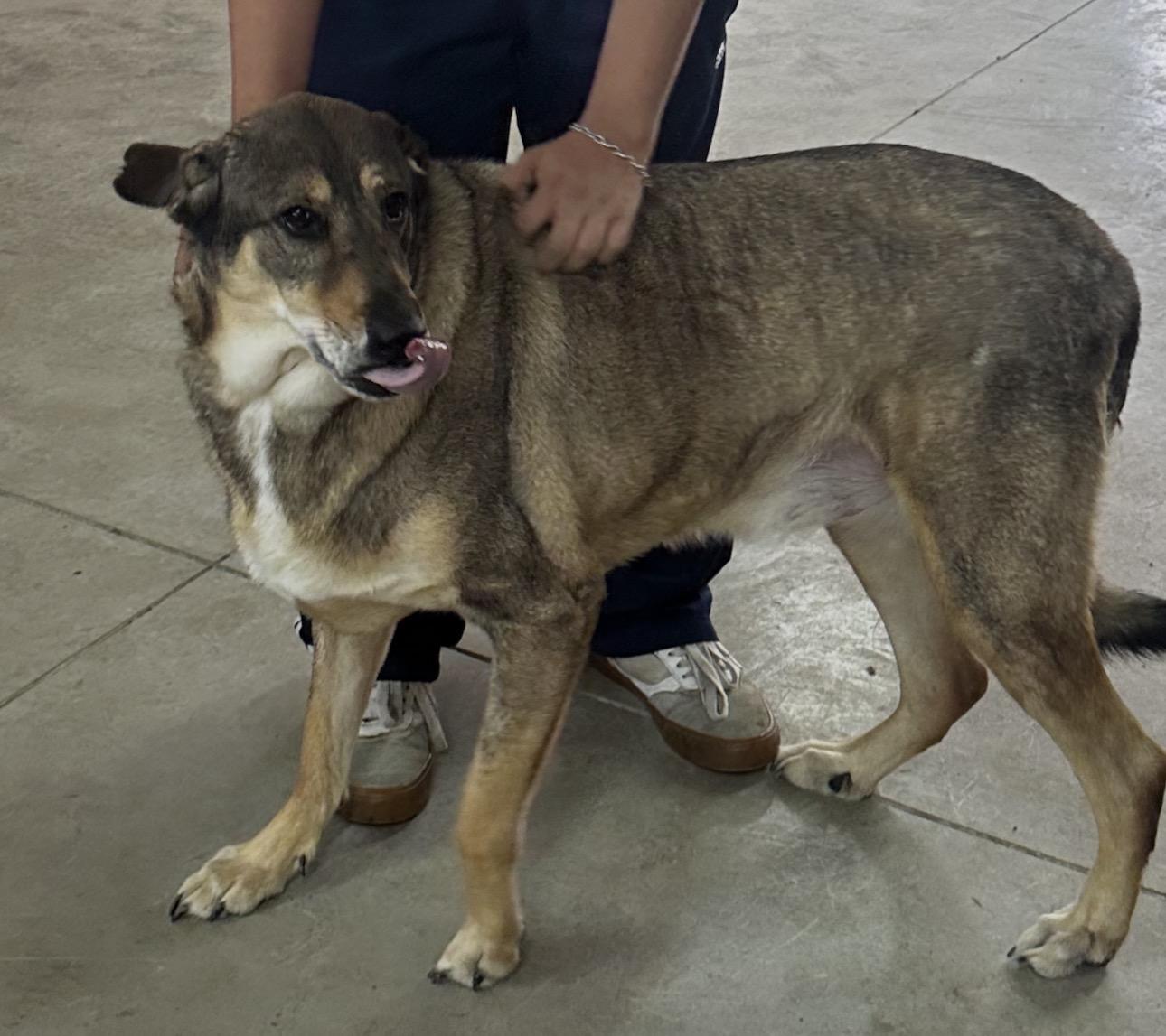 Enlarge Gohan, a Adoptable mixed breed in Milwaukee, WI image 2/6