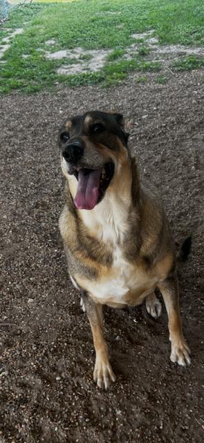 Enlarge Gohan, a Adoptable mixed breed in Milwaukee, WI image 4/6