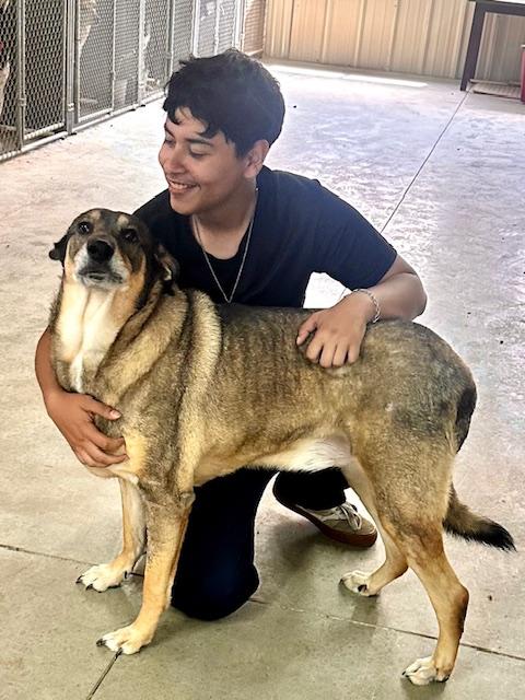 Enlarge Gohan, a Adoptable mixed breed in Milwaukee, WI image 3/6