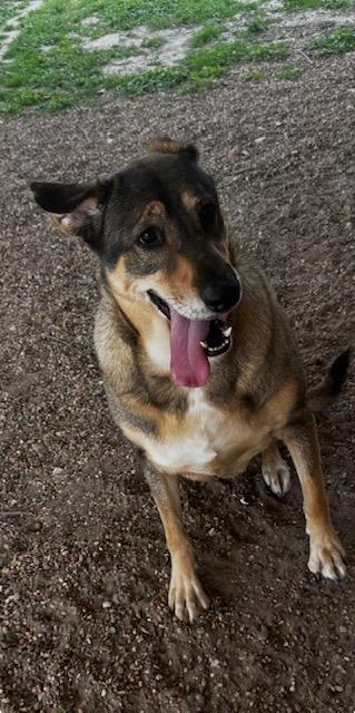 Enlarge Gohan, a Adoptable mixed breed in Milwaukee, WI image 6/6