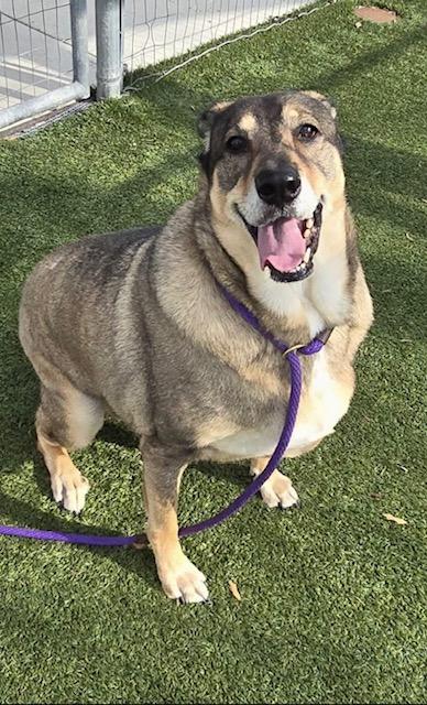 Enlarge Gohan, a Adoptable mixed breed in Milwaukee, WI image 1/6