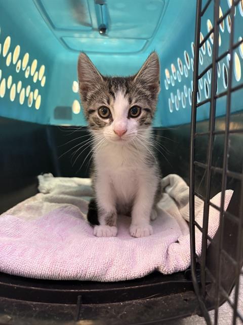 CHLOE*ITALIA, Adoptable, Kitten Female Domestic Short Hair.