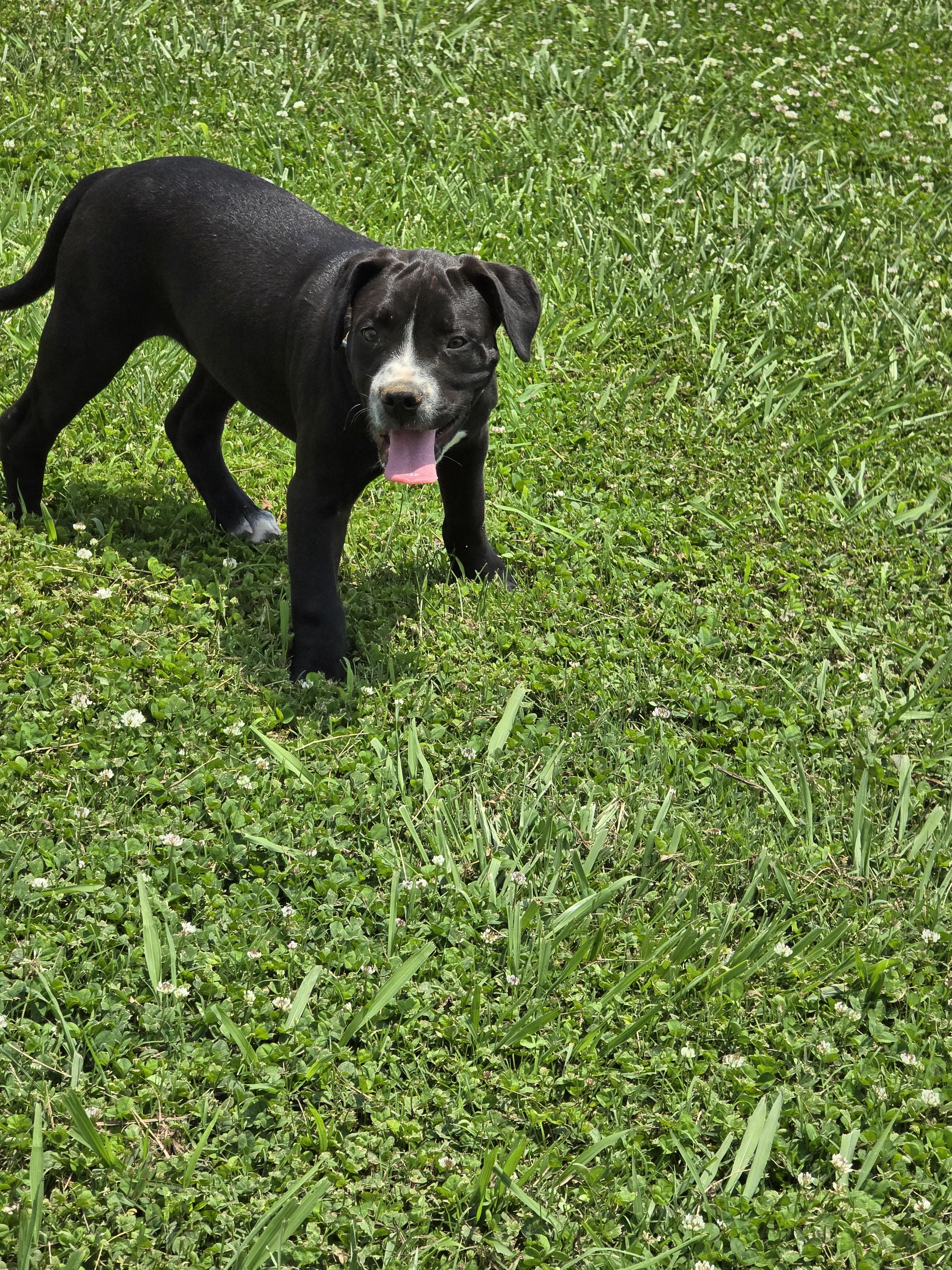 Enlarge Opie, a Adopted mixed breed in Cullman, AL image 2/5