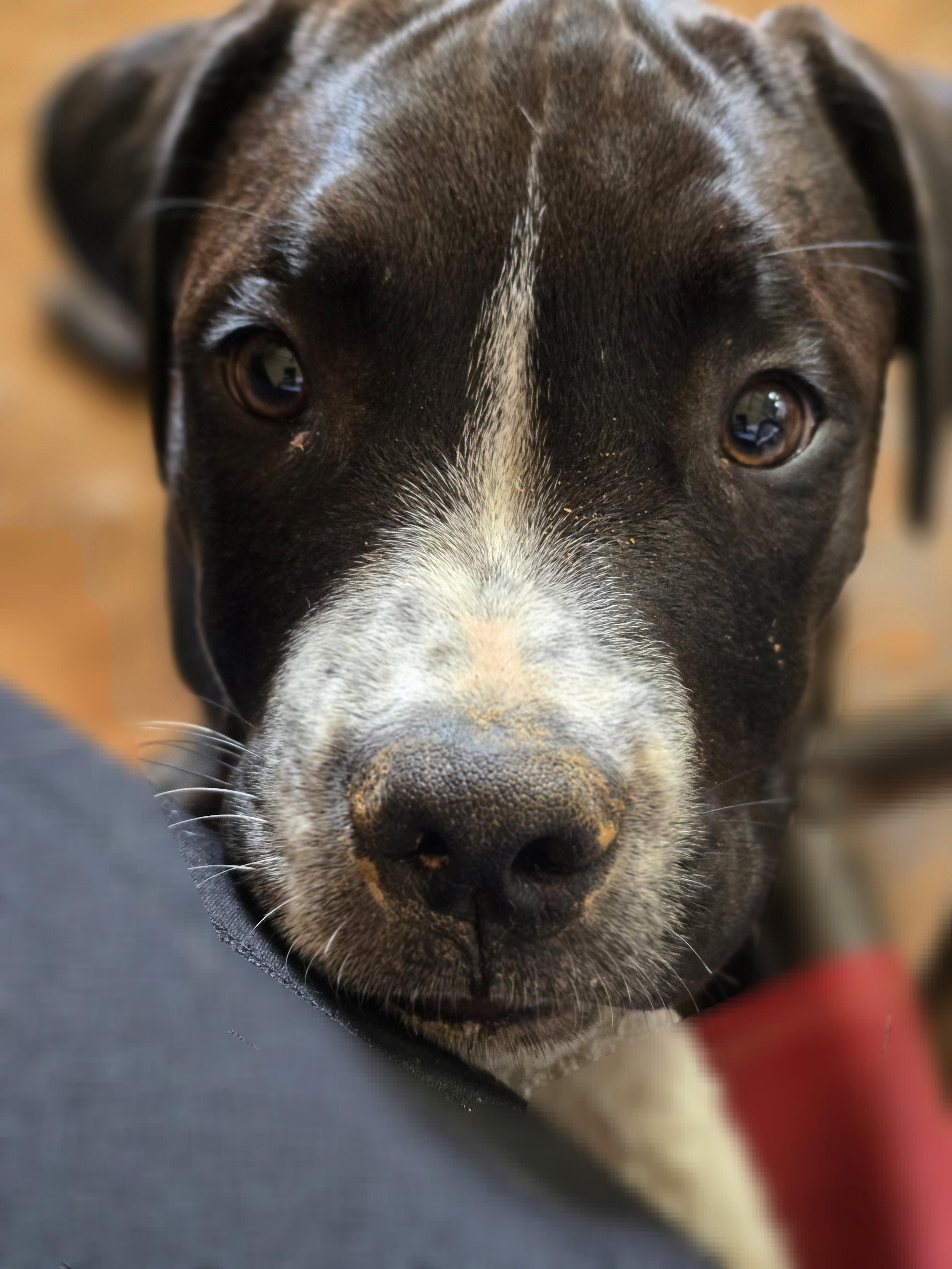 Enlarge Opie, a Adopted mixed breed in Cullman, AL image 3/5