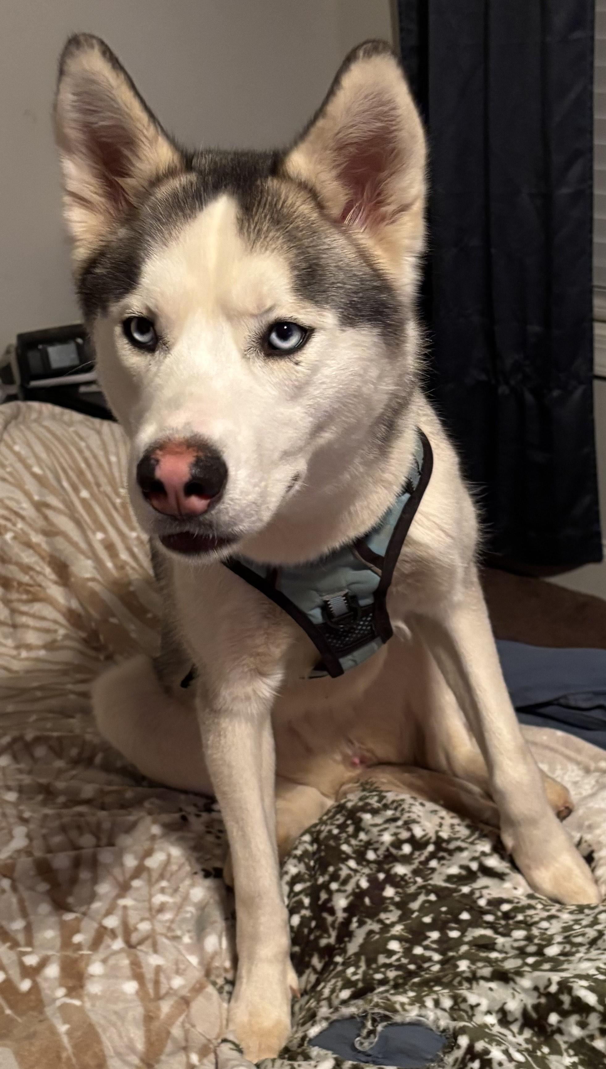 Freya, an adoptable Siberian Husky in Alpharetta, GA image 2/6