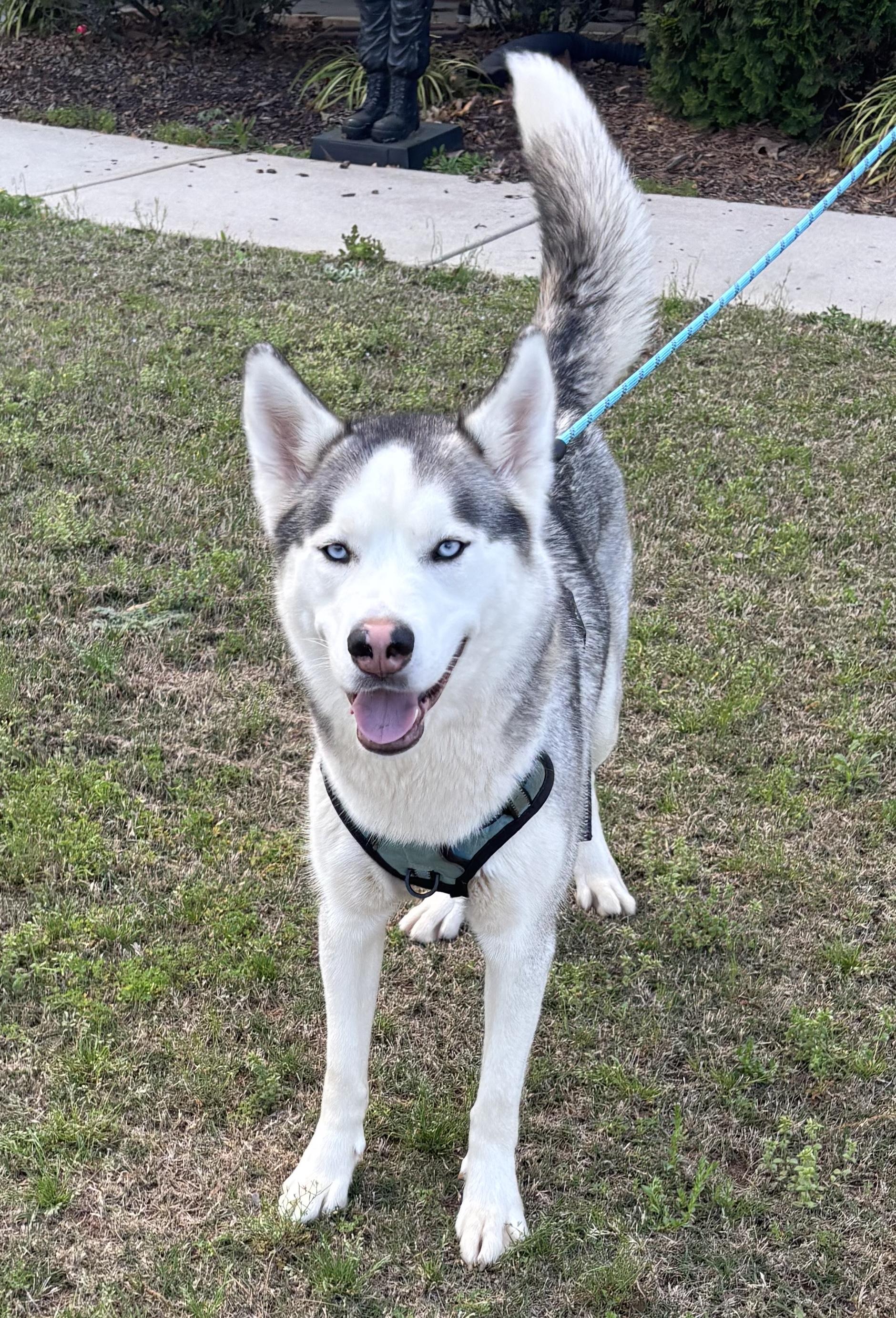 Freya, an adoptable Siberian Husky in Alpharetta, GA image 1/6
