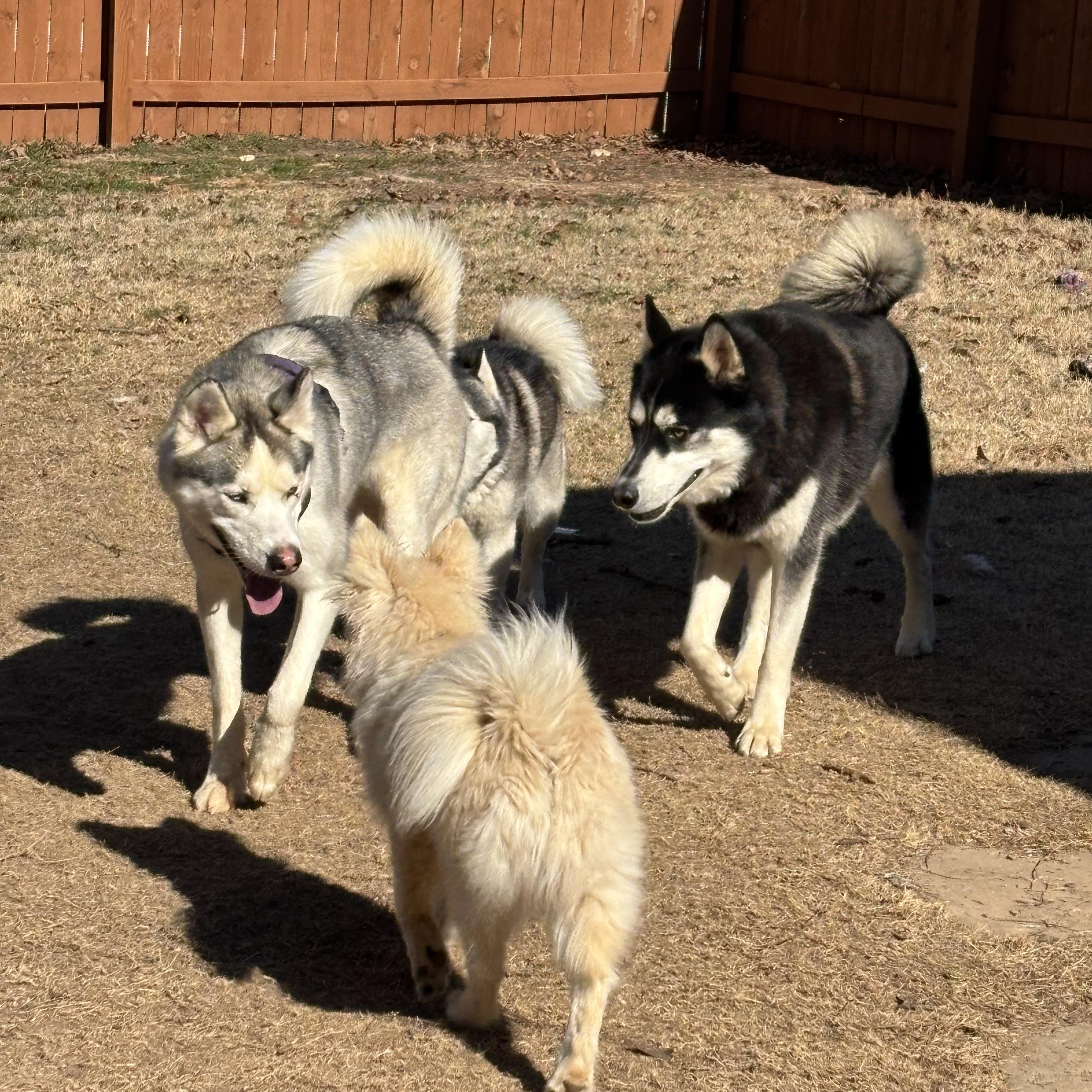 Freya, an adoptable Siberian Husky in Alpharetta, GA image 5/6
