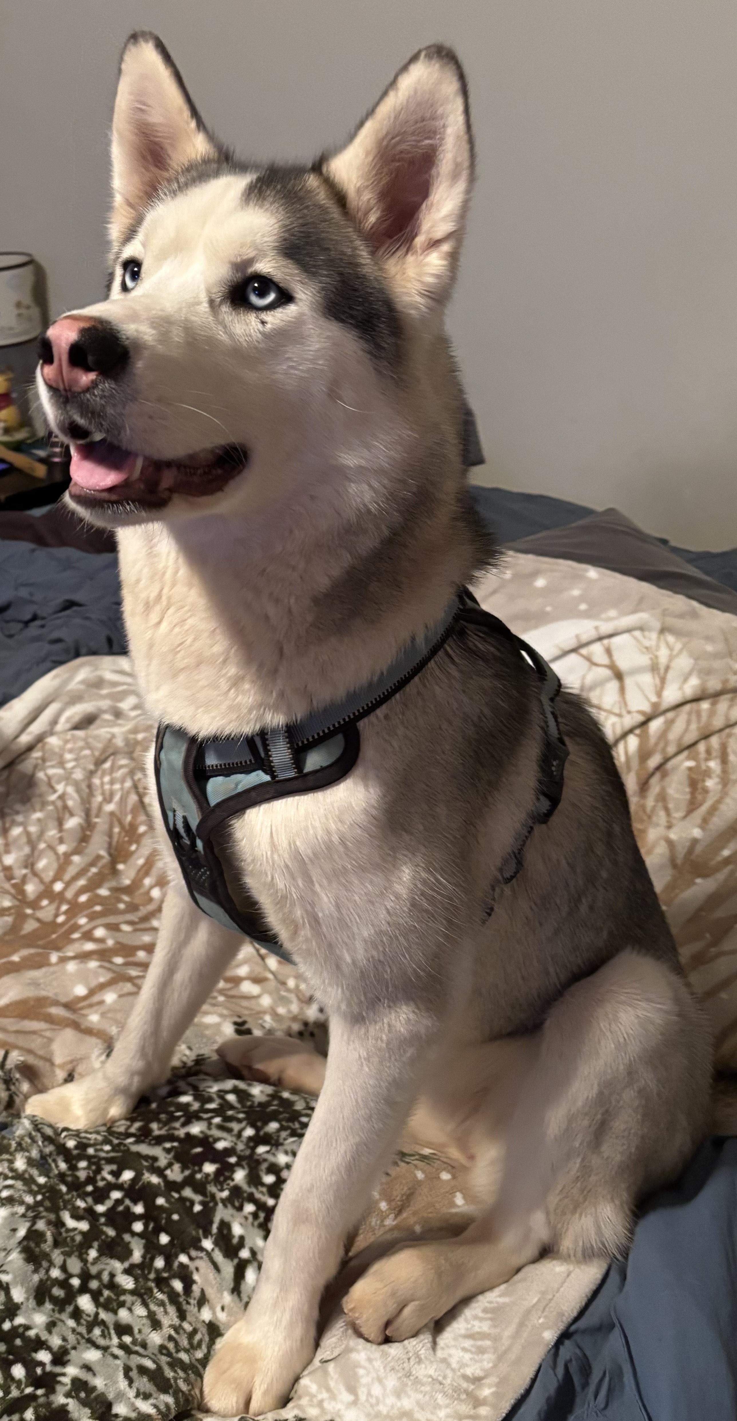 Freya, an adoptable Siberian Husky in Alpharetta, GA image 3/6