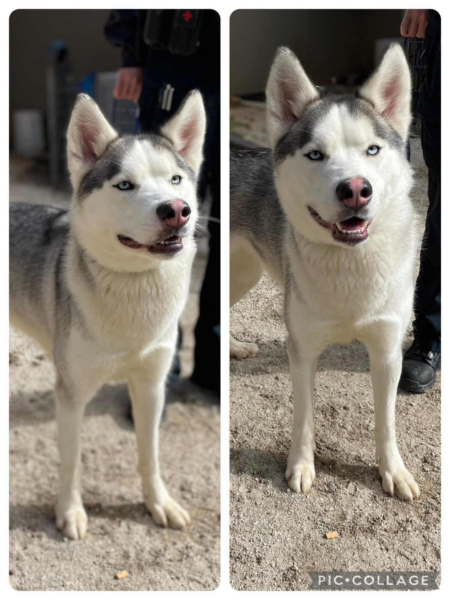 Freya, an adoptable Siberian Husky in Alpharetta, GA image 6/6