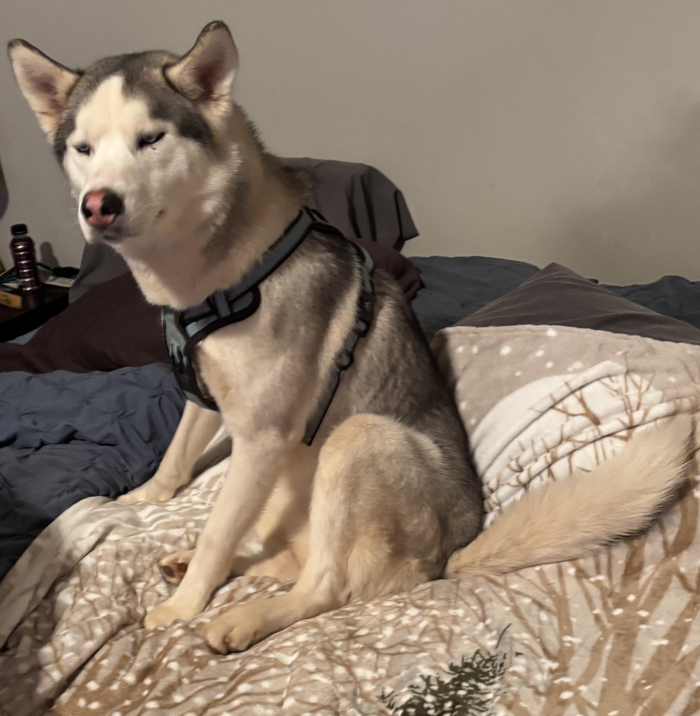 Freya, an adoptable Siberian Husky in Alpharetta, GA image 4/6