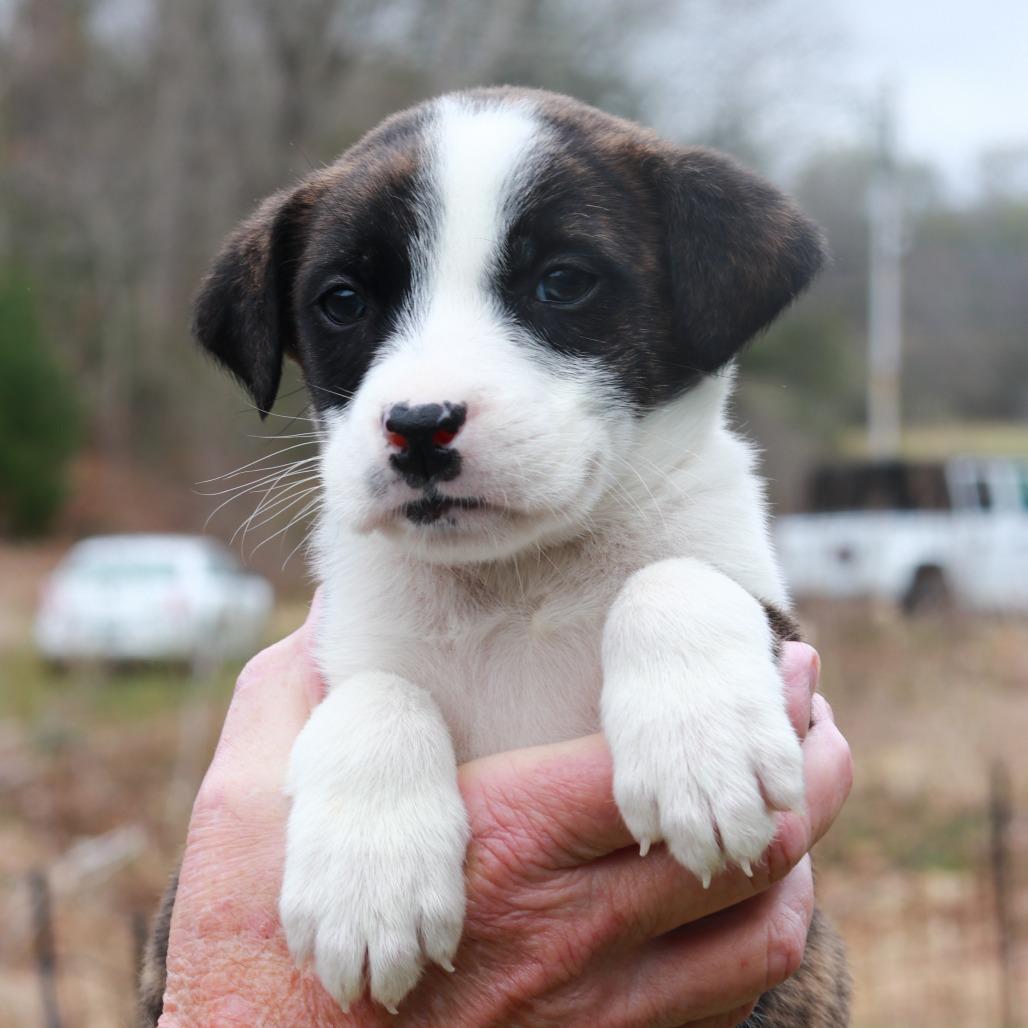 CT Mazda, Adoptable, Puppy Male Shepherd.