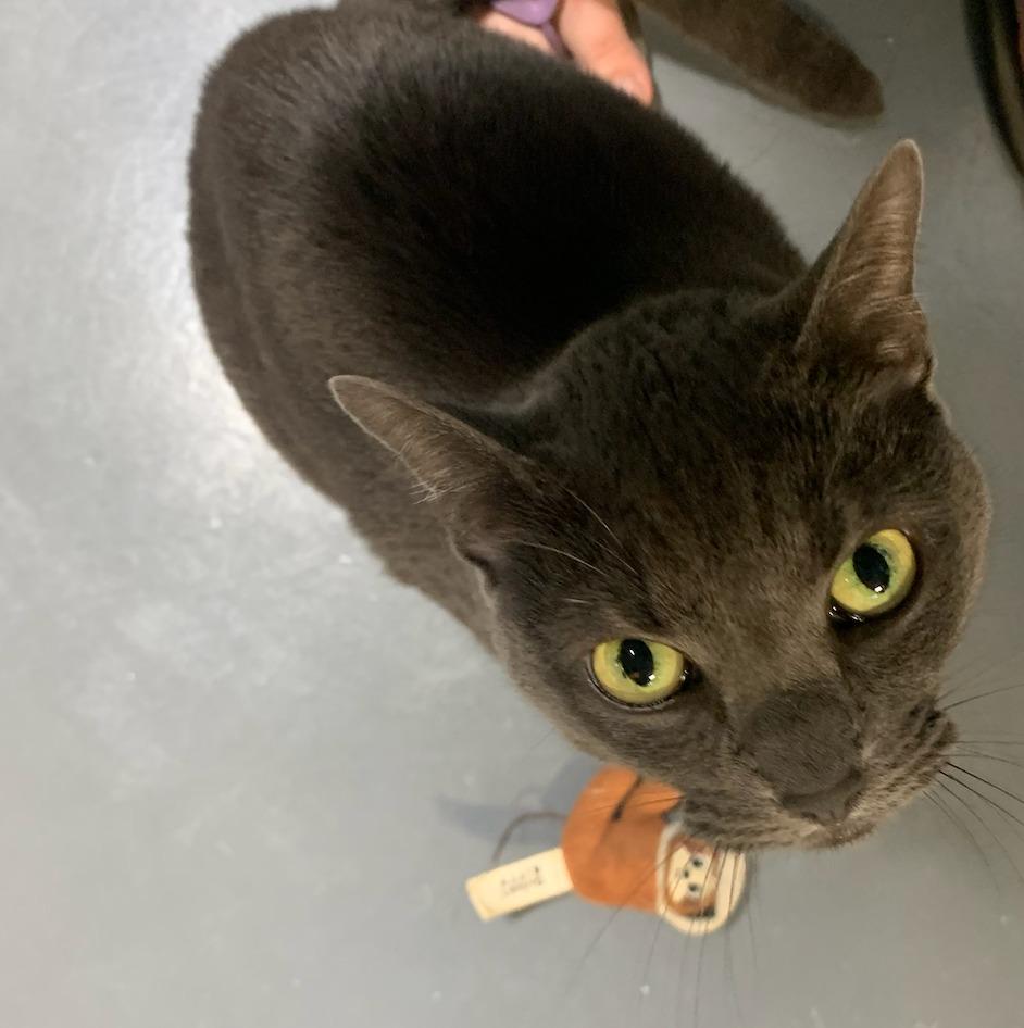 Kayla, Adoptable, Senior Female Domestic Short Hair.