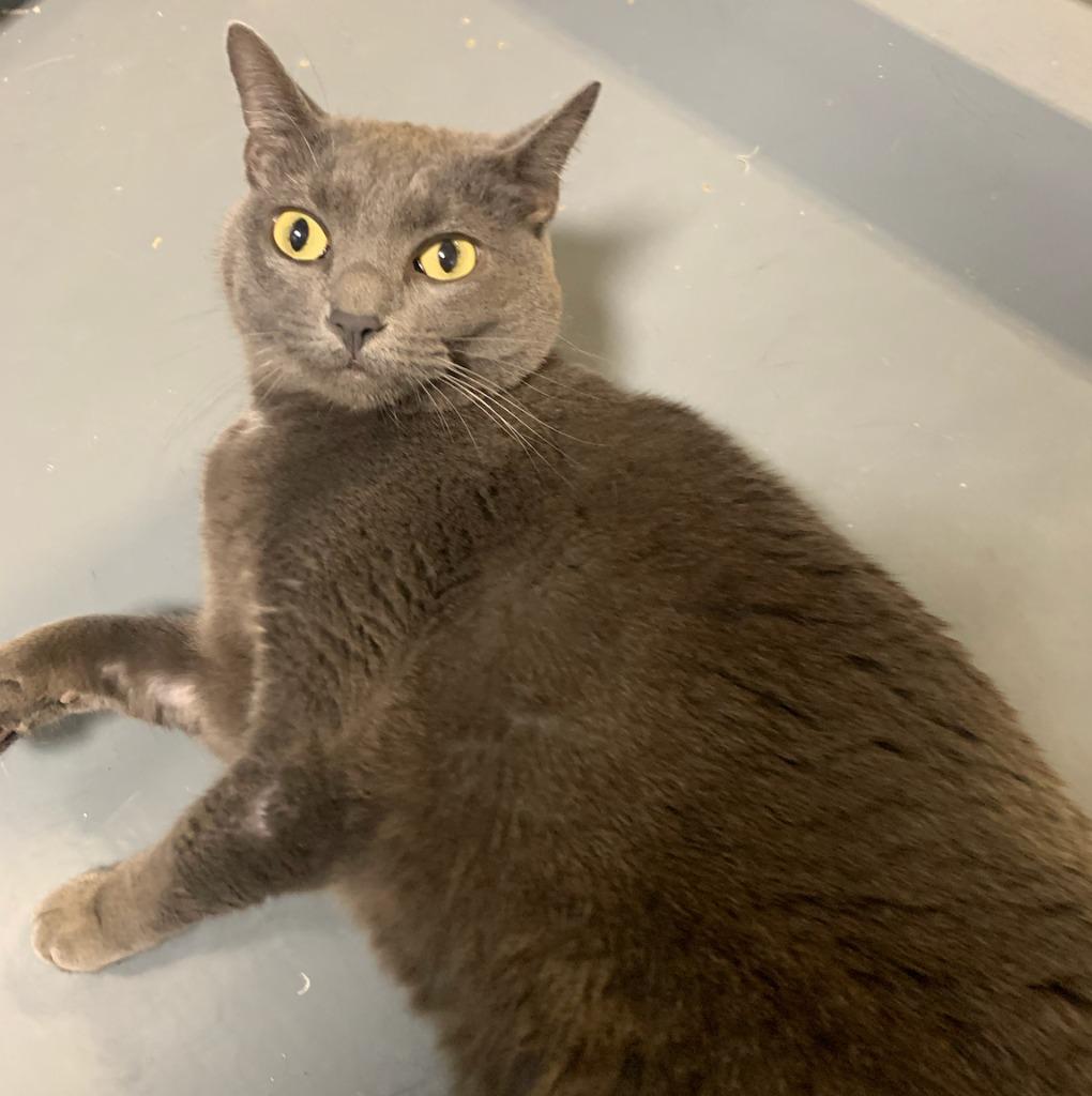 Enlarge Kayla, a Adoptable mixed breed in South Bend, IN image 3/5