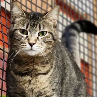 Enlarge Johanna, a Adoptable Tabby in Jackson, MO image 1/1