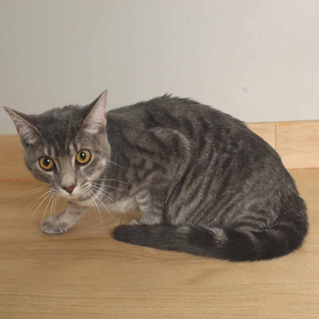 Edison C65737, Adoptable, Young Male Domestic Short Hair.