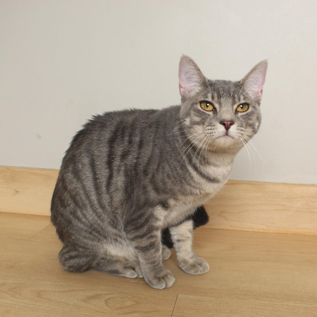 Edison C65737, Adoptable, Young Male Domestic Short Hair.