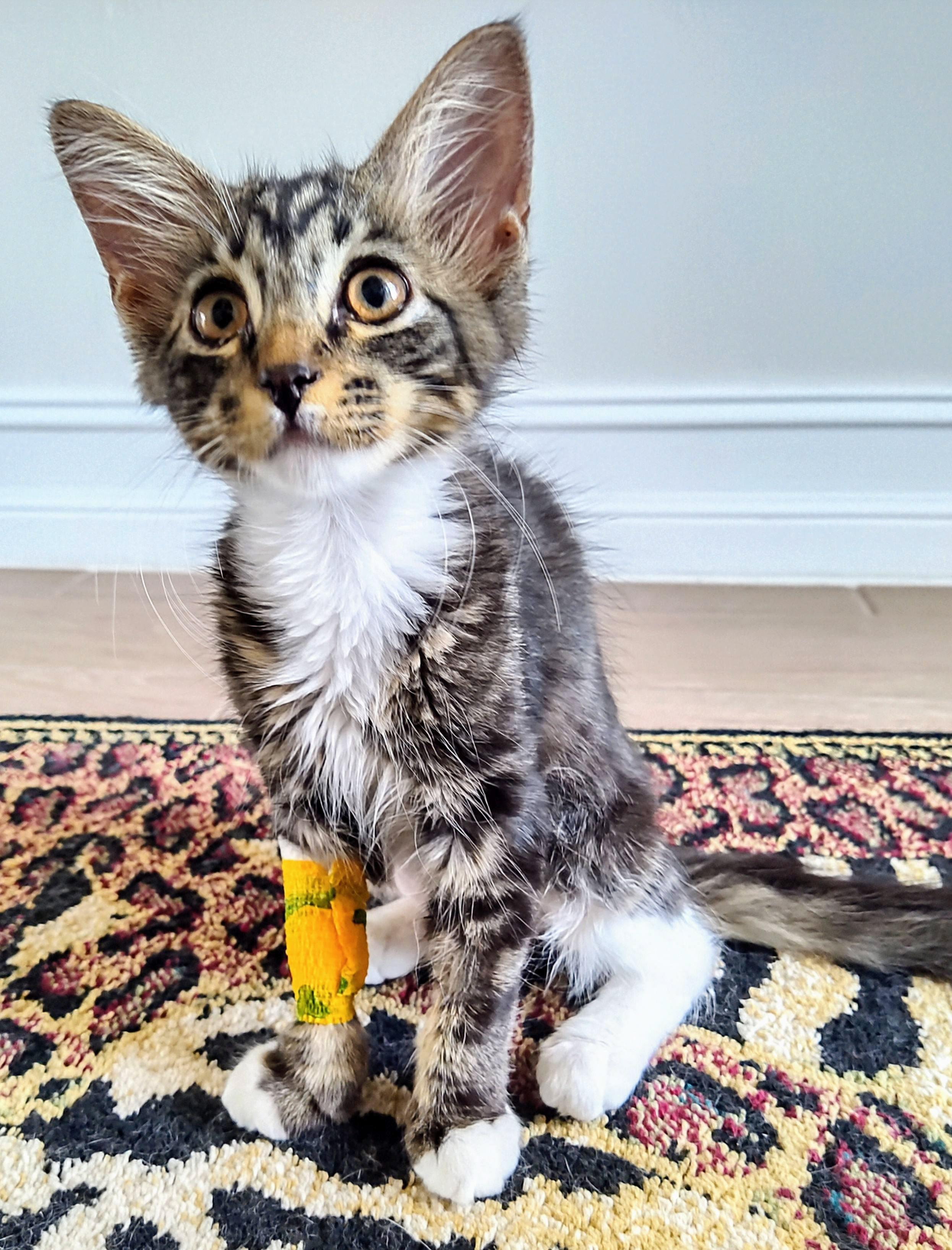 Caterina thumbnail 2