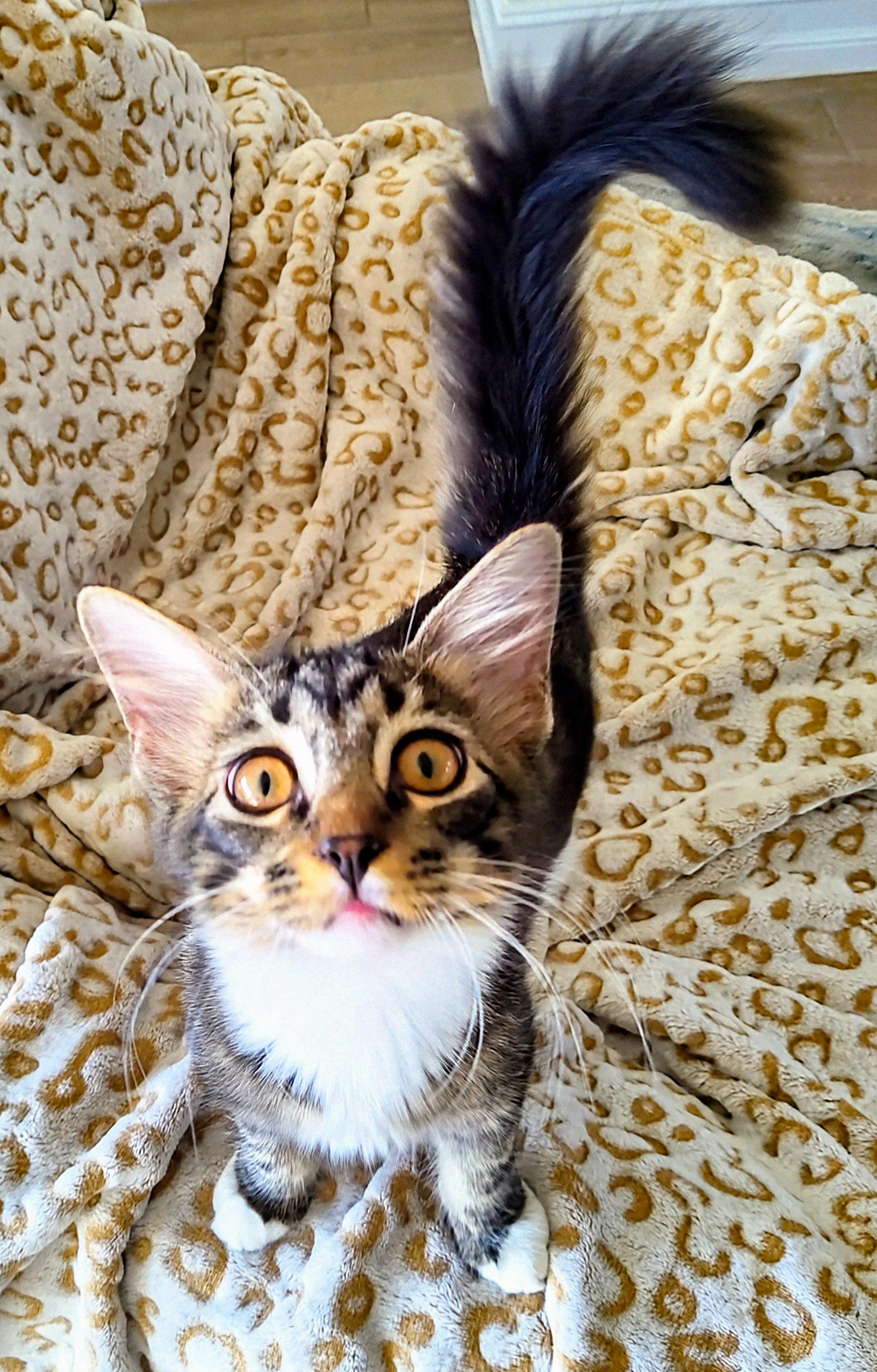 Caterina thumbnail 4