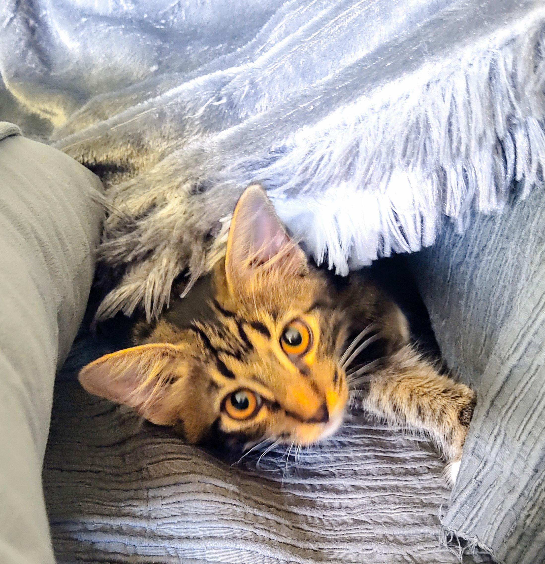 Caterina thumbnail 3