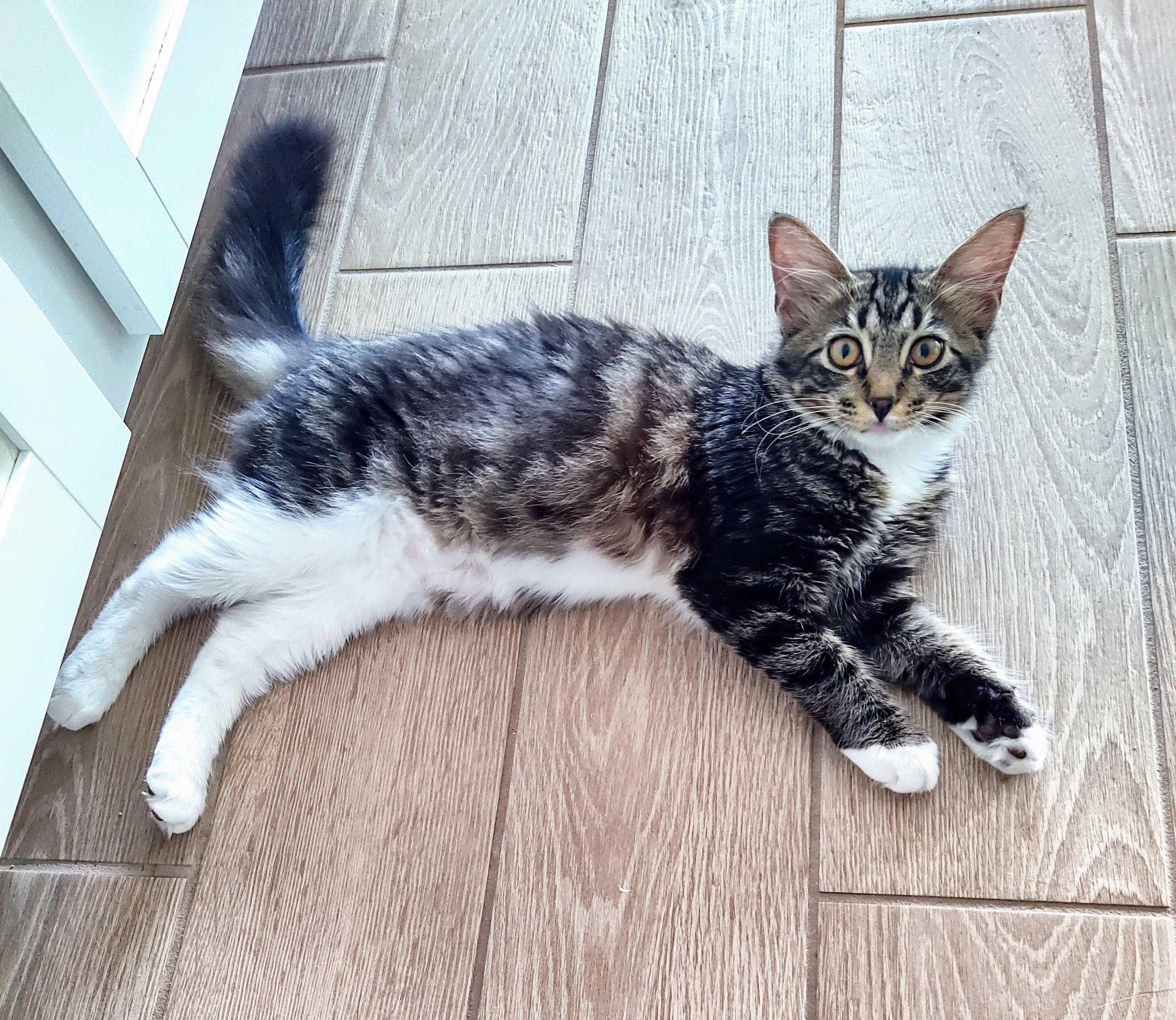 Caterina thumbnail 5