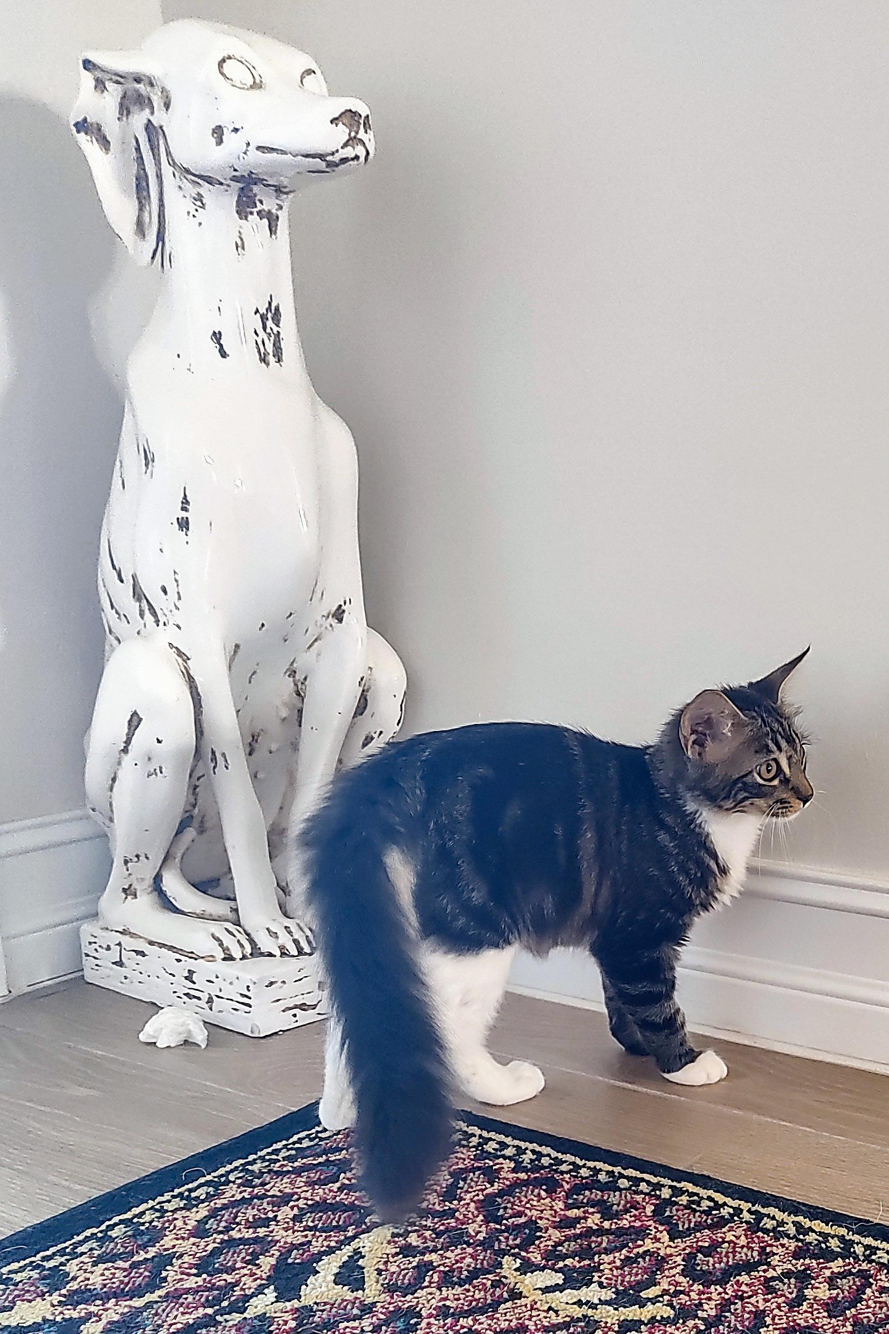 Caterina thumbnail 6